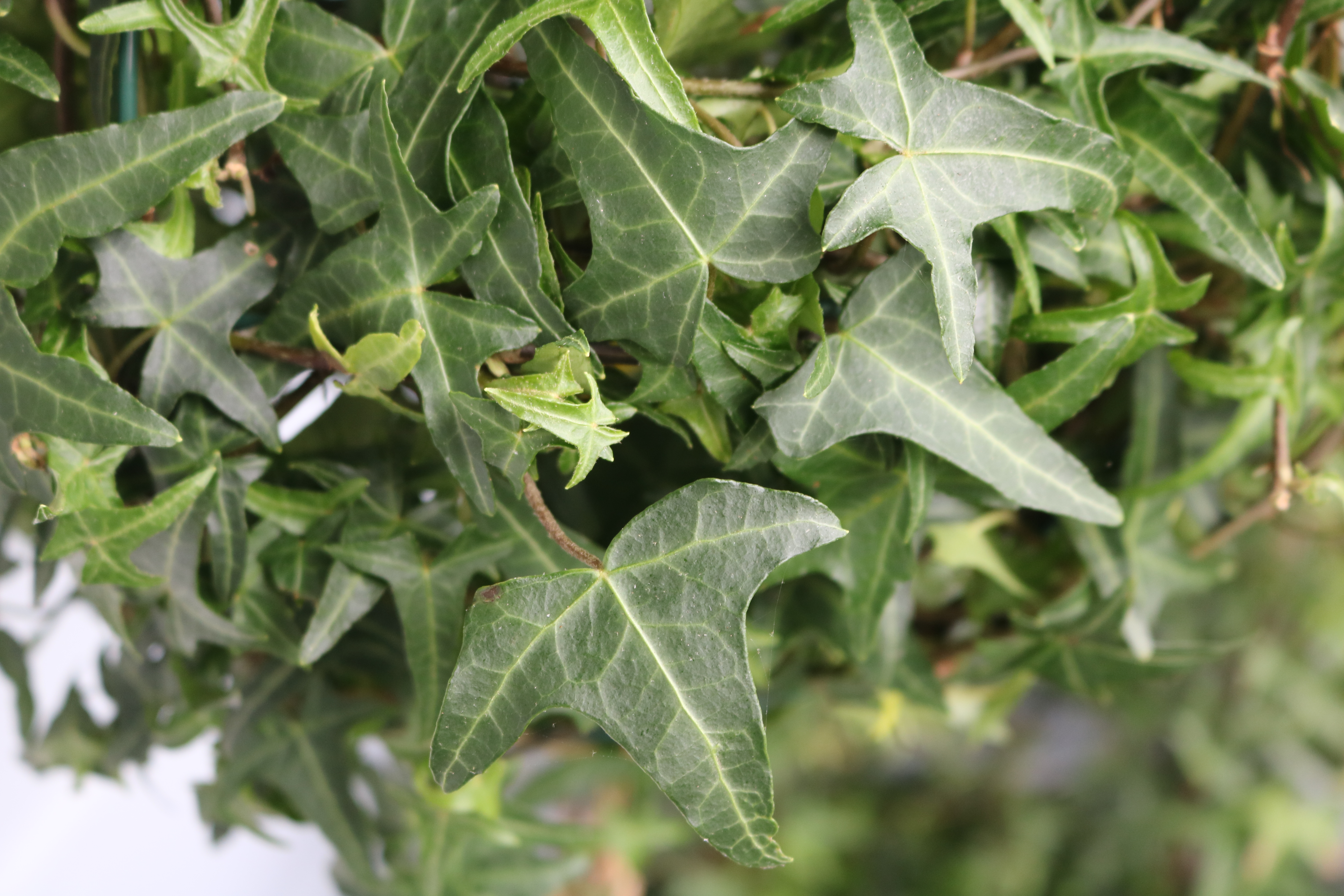 Ivy leaf detail