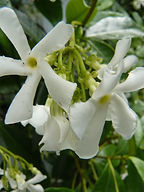 Fragrant white summer flowering Chinese Star Jasmine