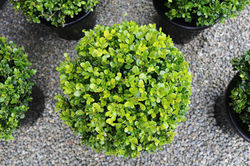 Versatile Buxus "Green Gem"