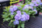 Purple hydrangeas in pots