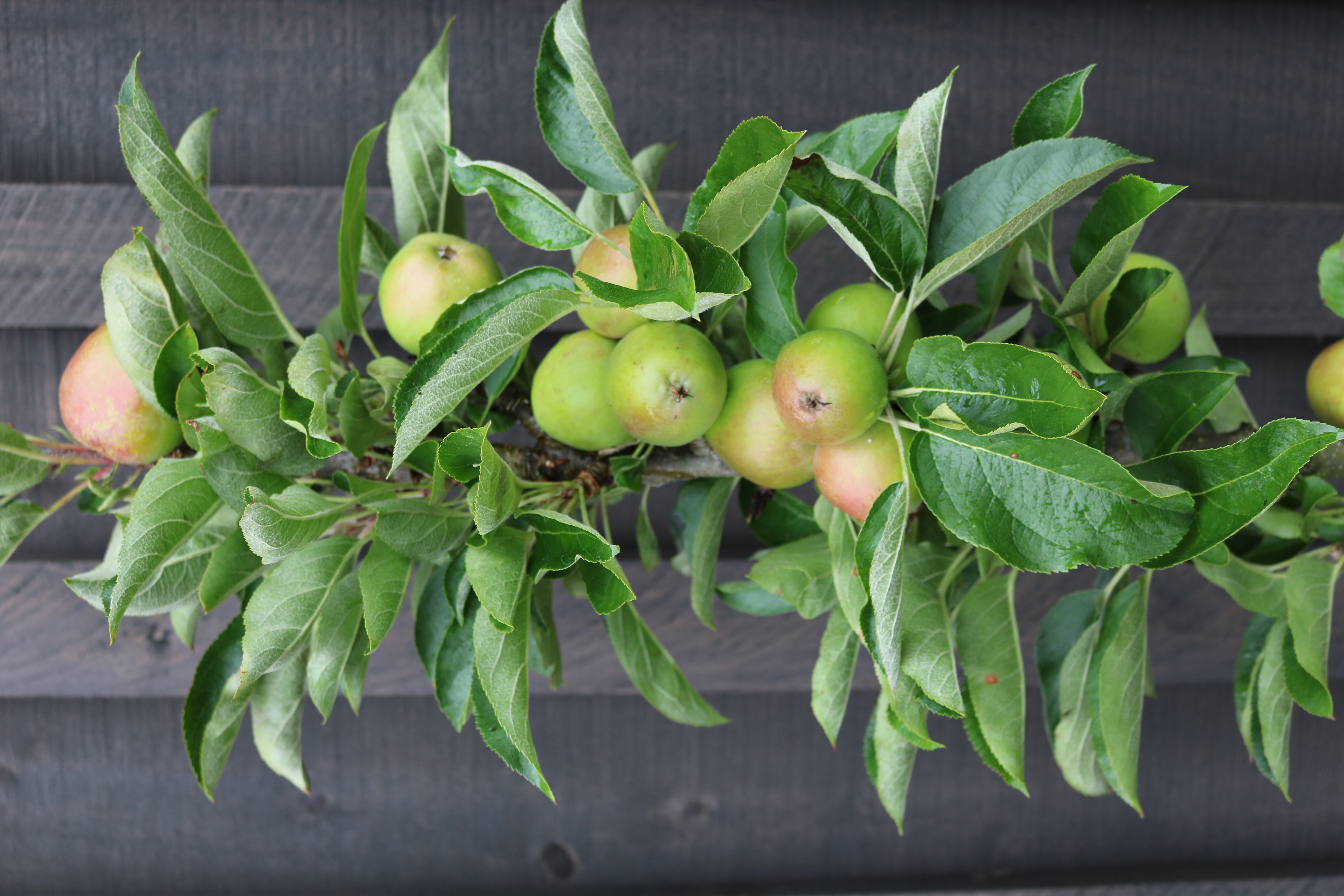 Ballerina apple columns