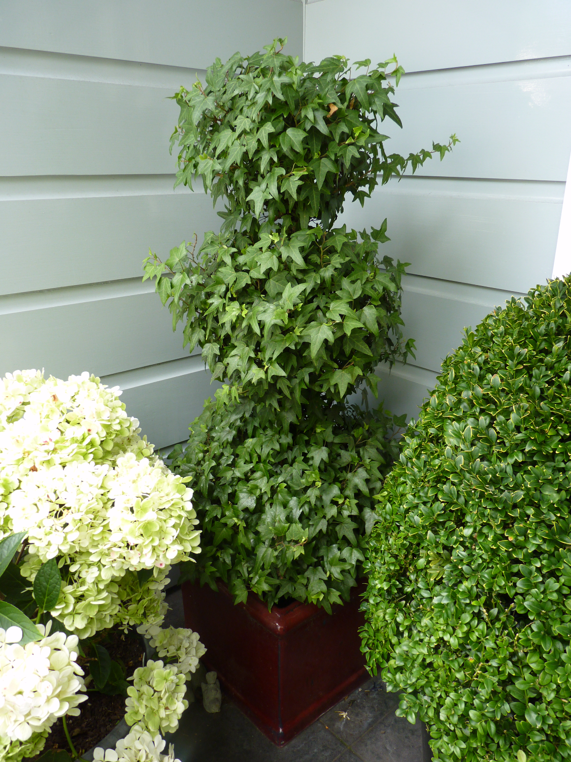 Ivy Pompom