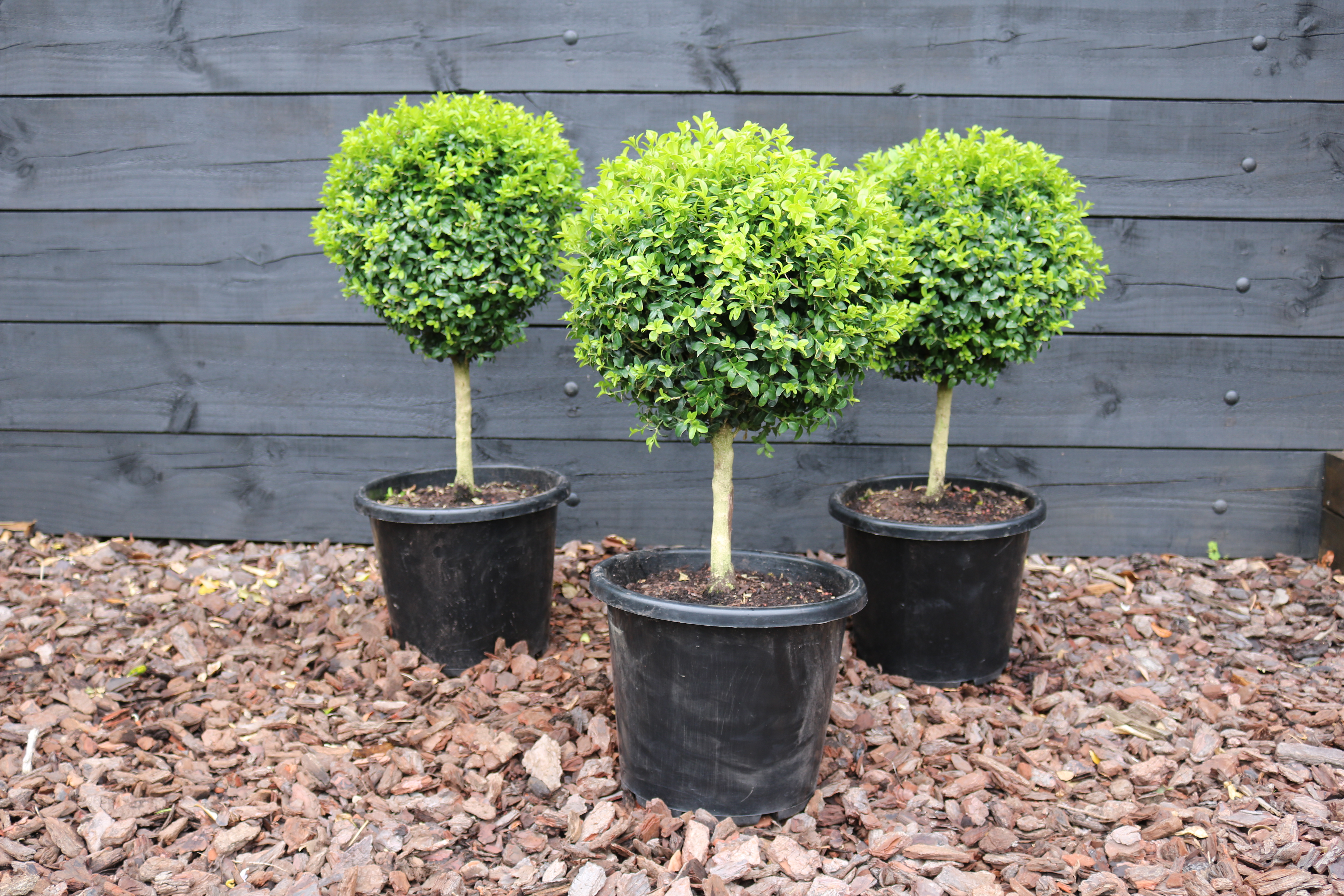 Boxwood standard