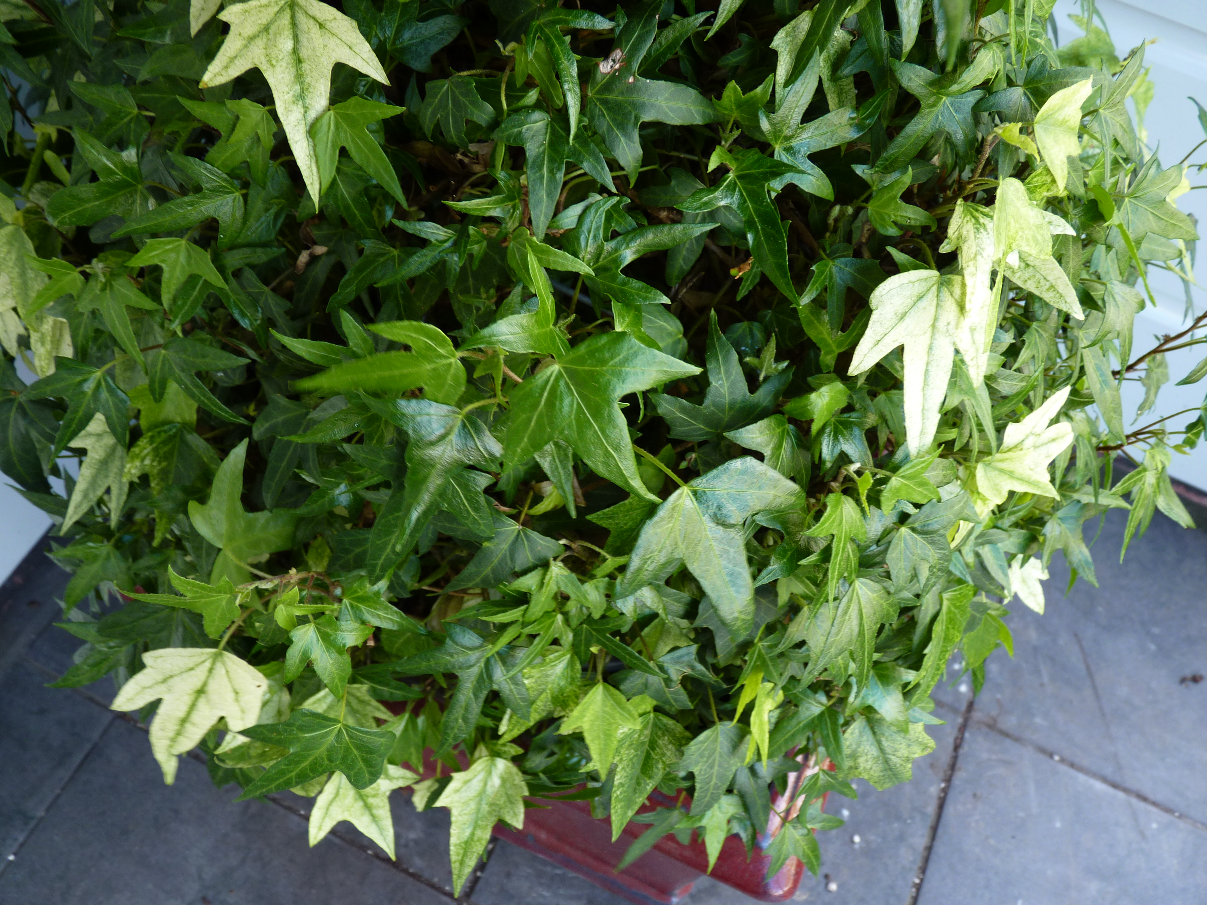 Ivy Topiary Ball