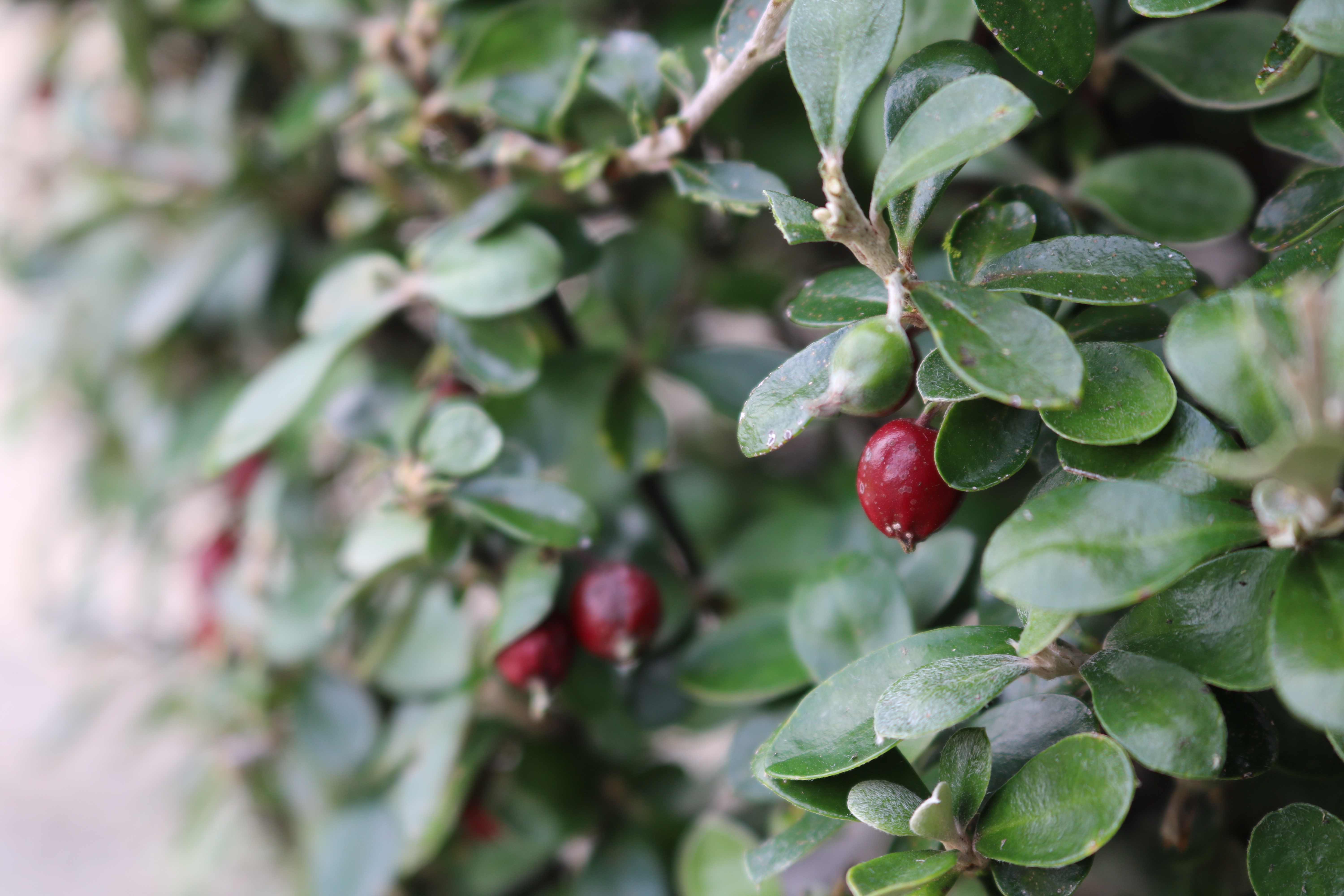 Corokia "Geentys Ghost" berries