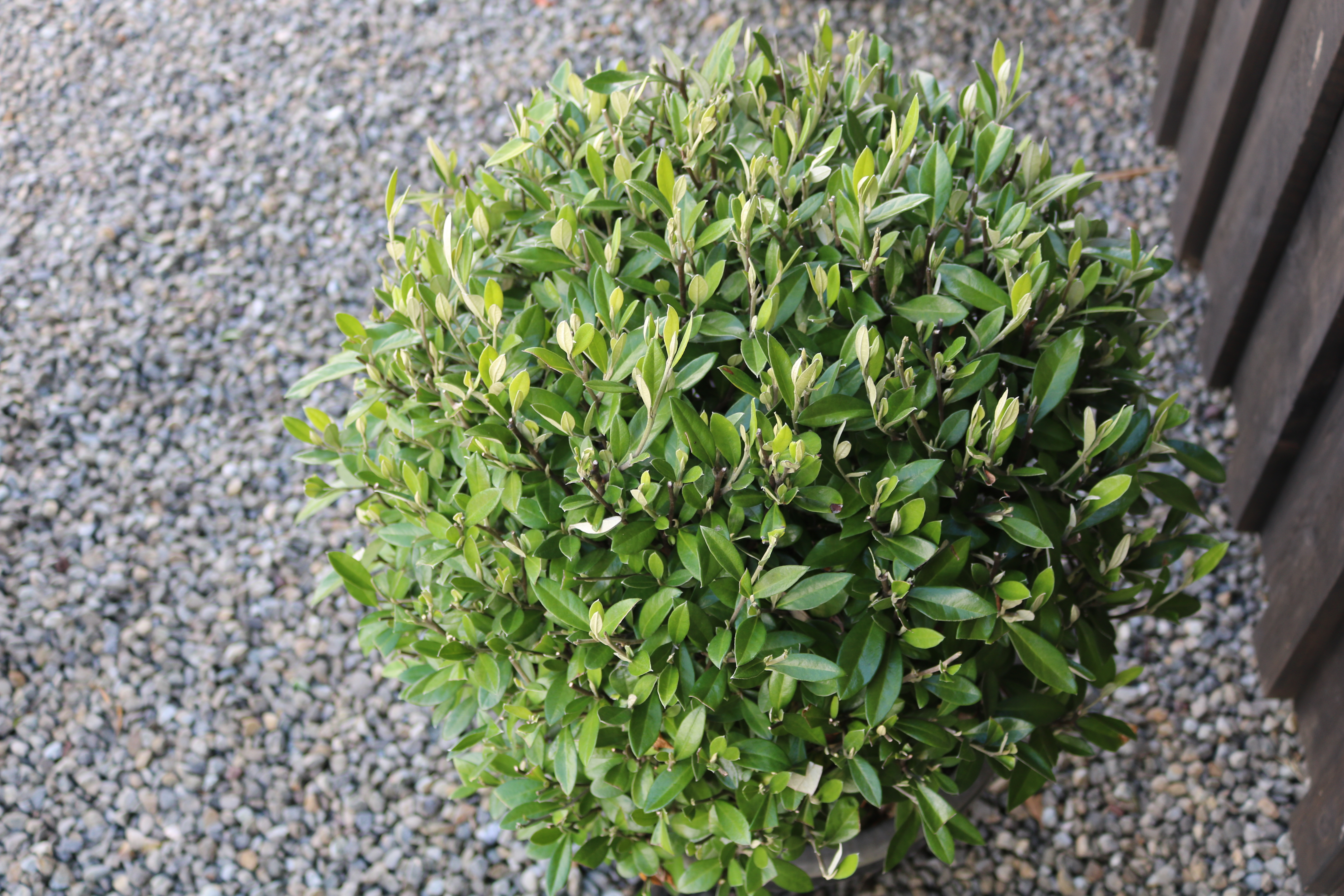 Native green Corokia balls