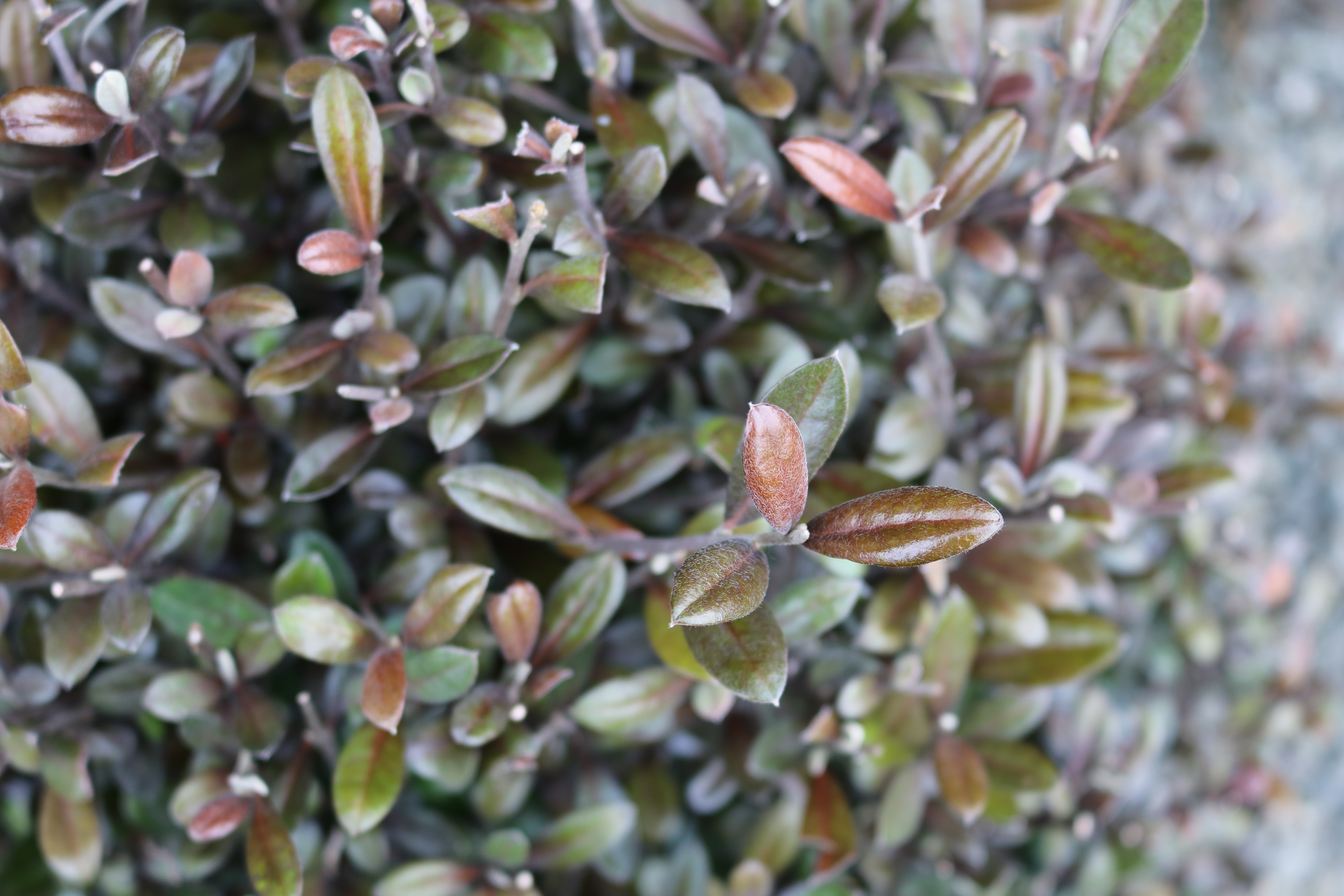Corokia Frosted Chocolate | HEDGE Garden Design & Nursery