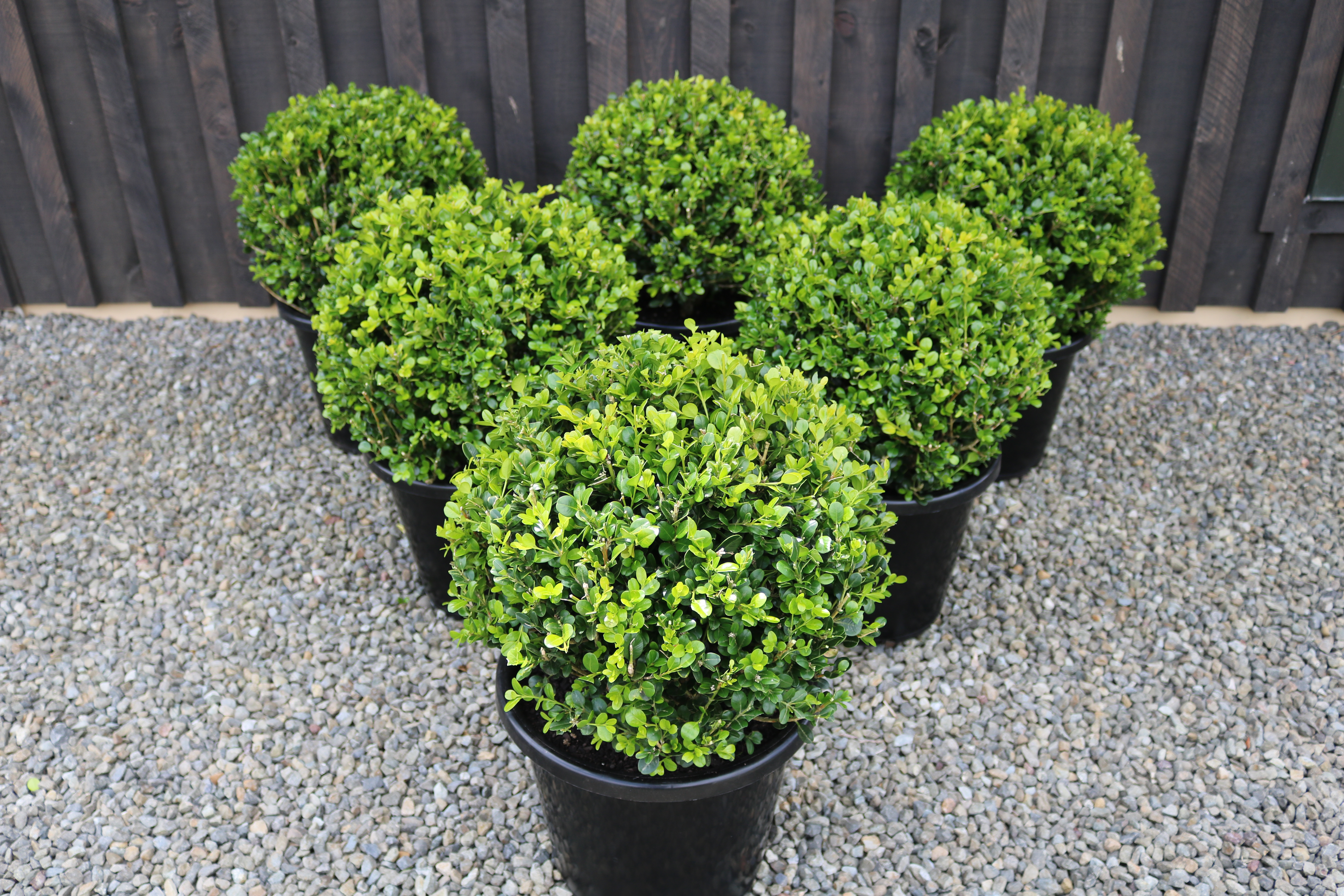Buxus "Green Gem"