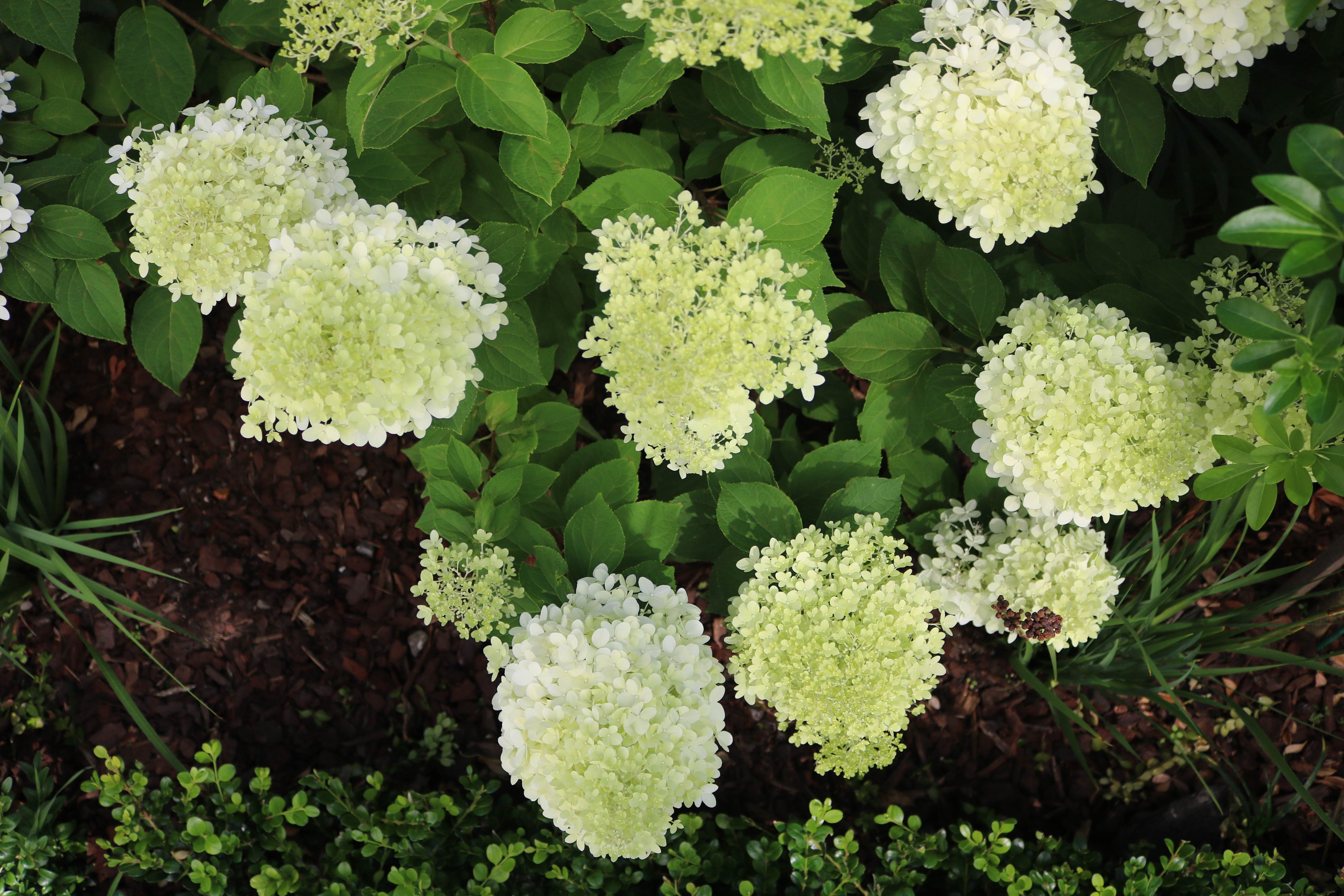 White hydrangea Limelight