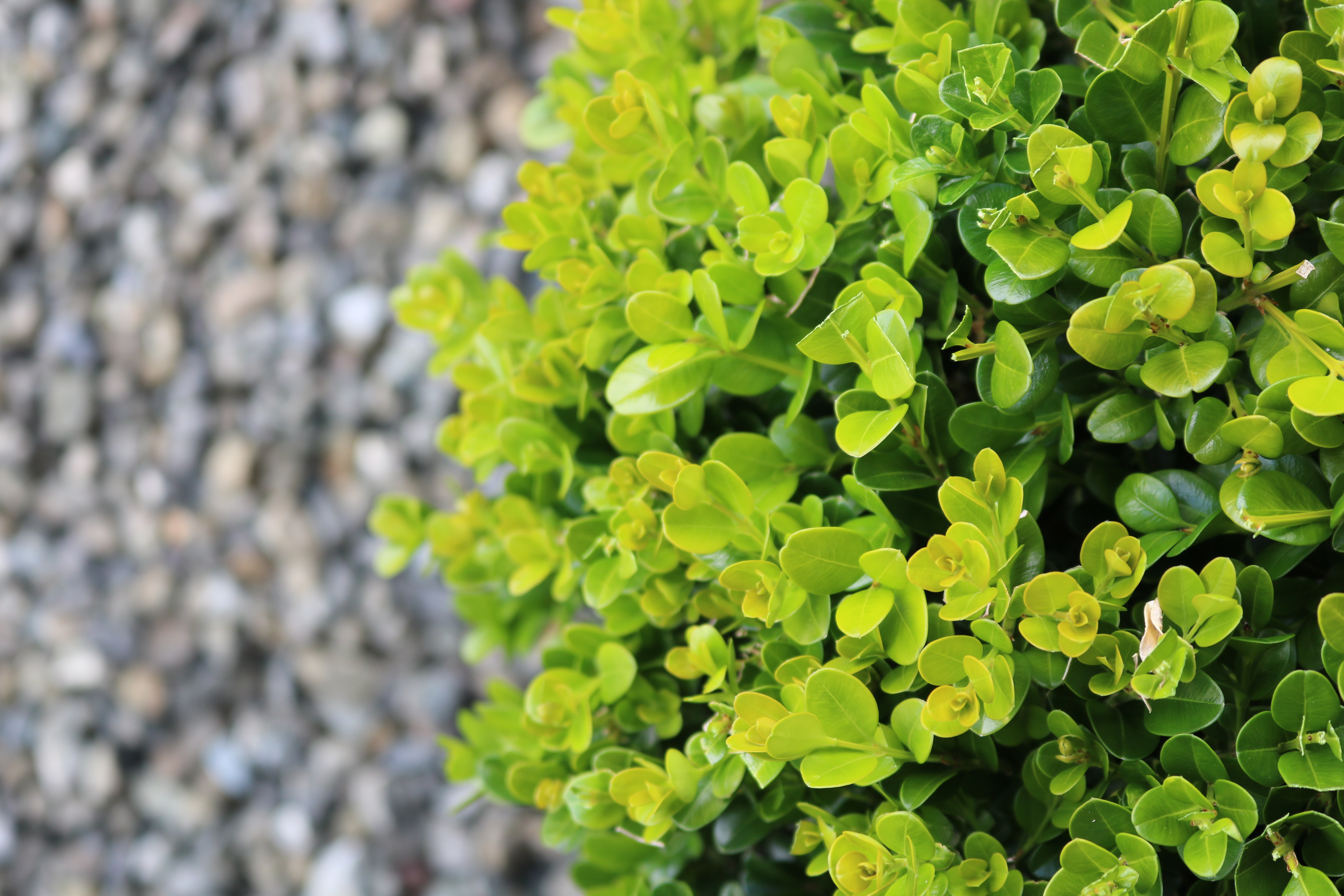 Buxus "Green Gem" leaf detail