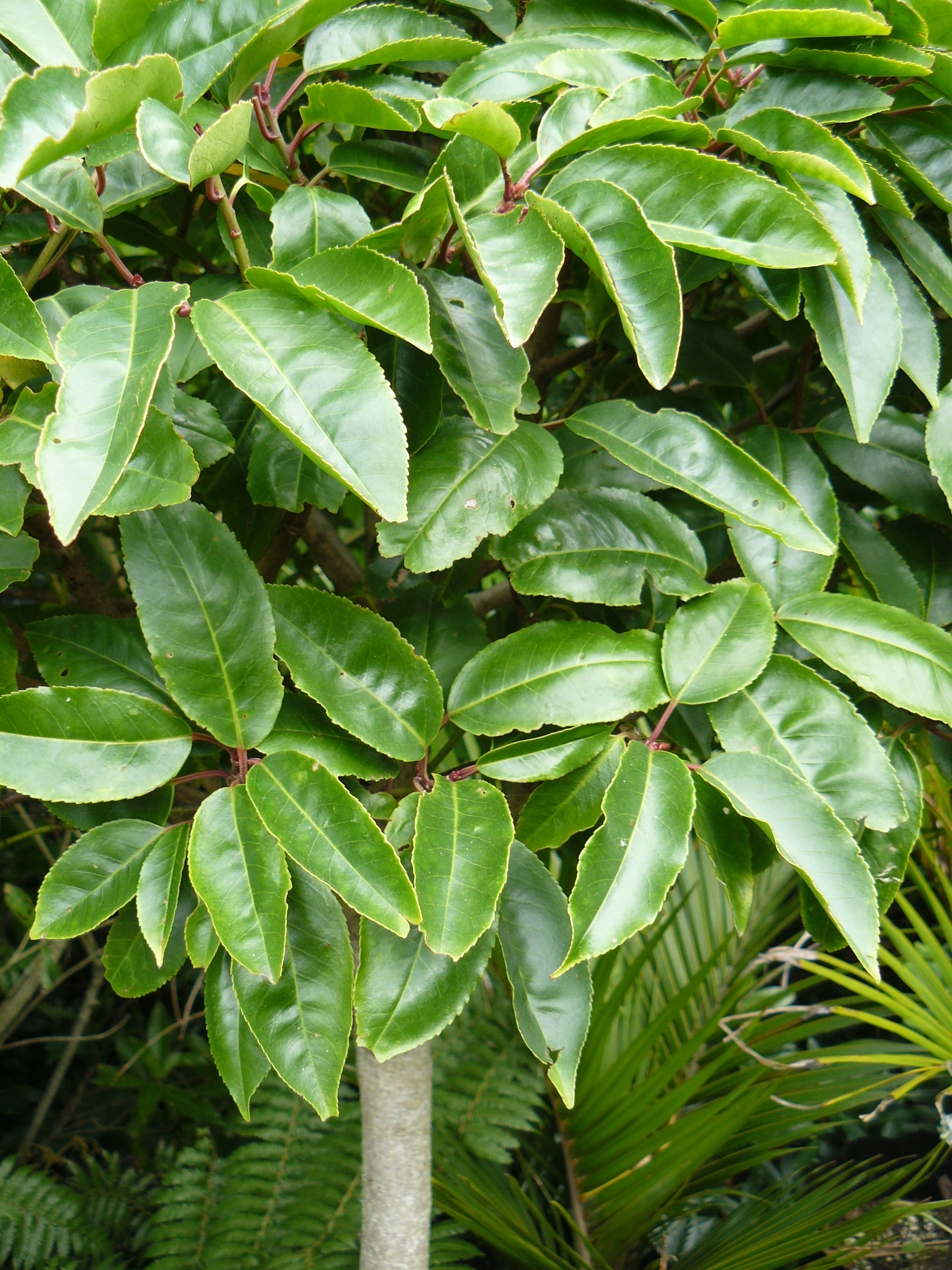 Portuguese Laurels