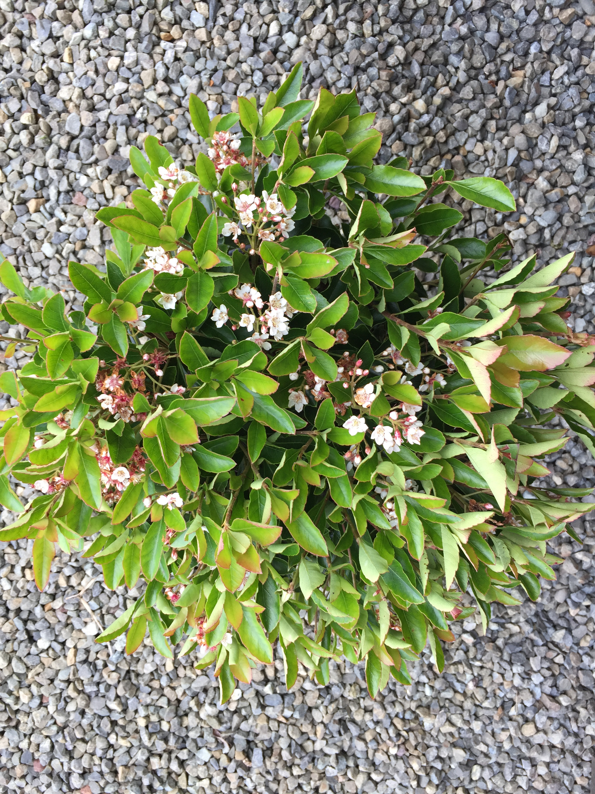 Hawthorn | HEDGE Garden Design & Nursery