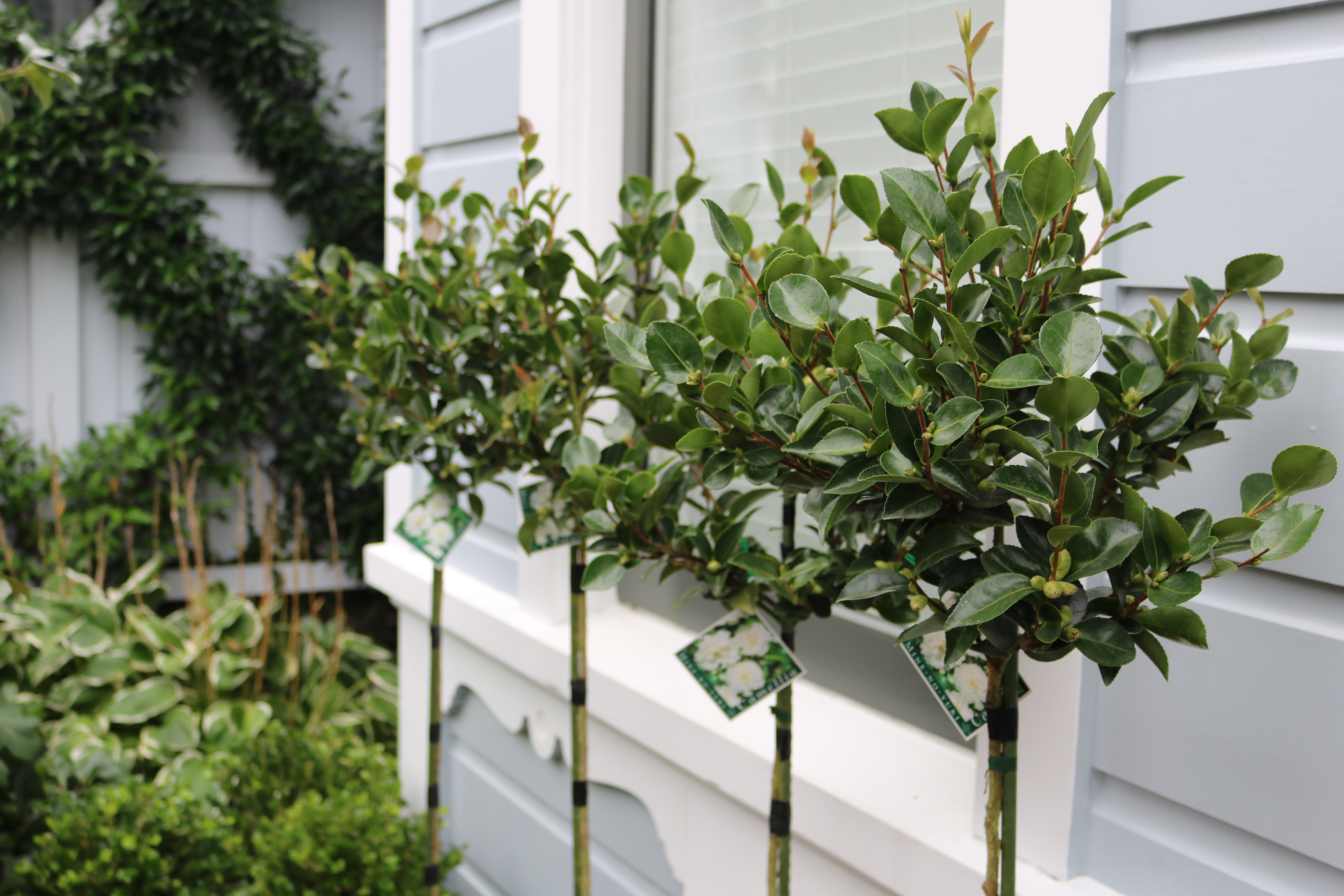 White flowering Camellia standards