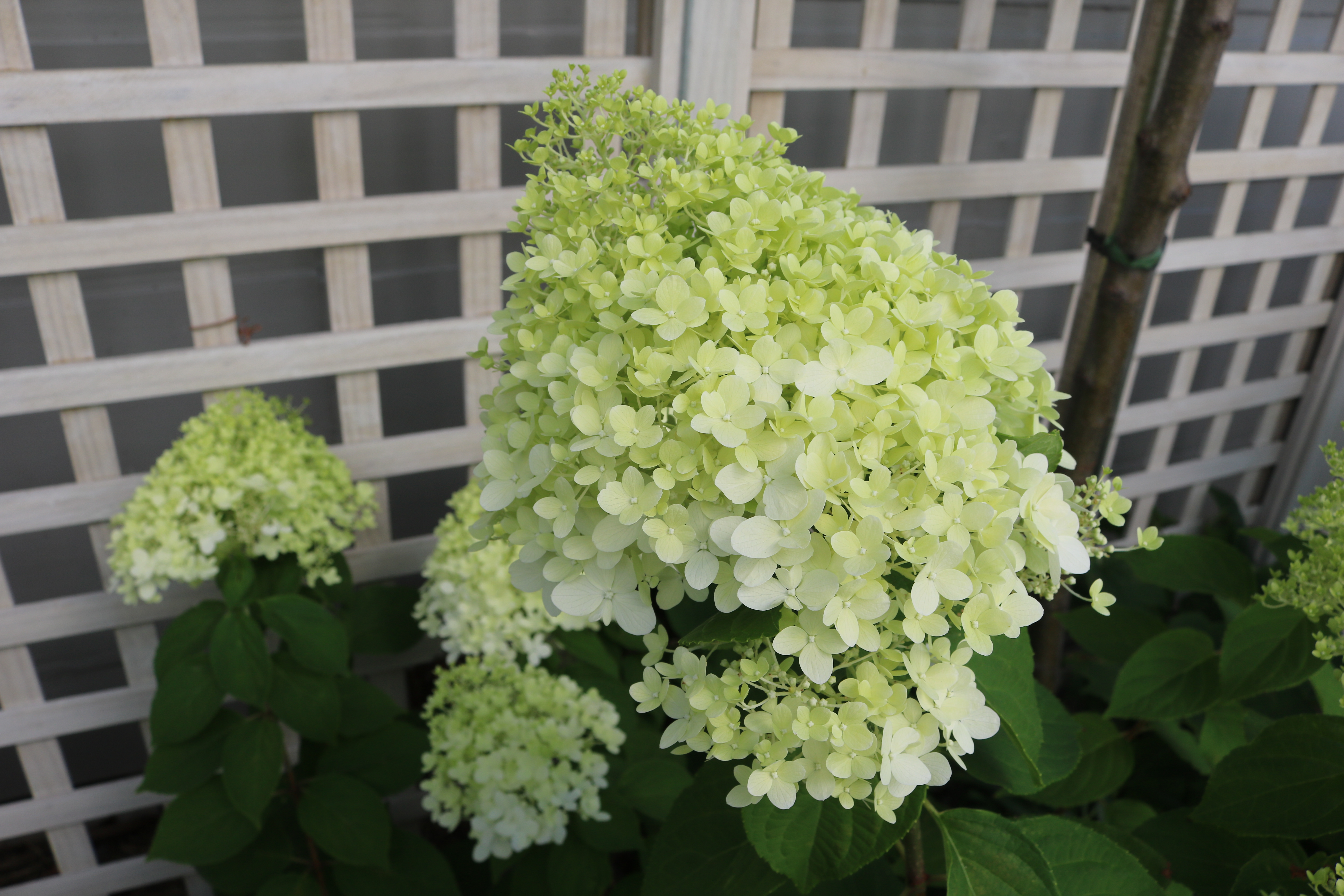 Hydrangea paniculata Limelight