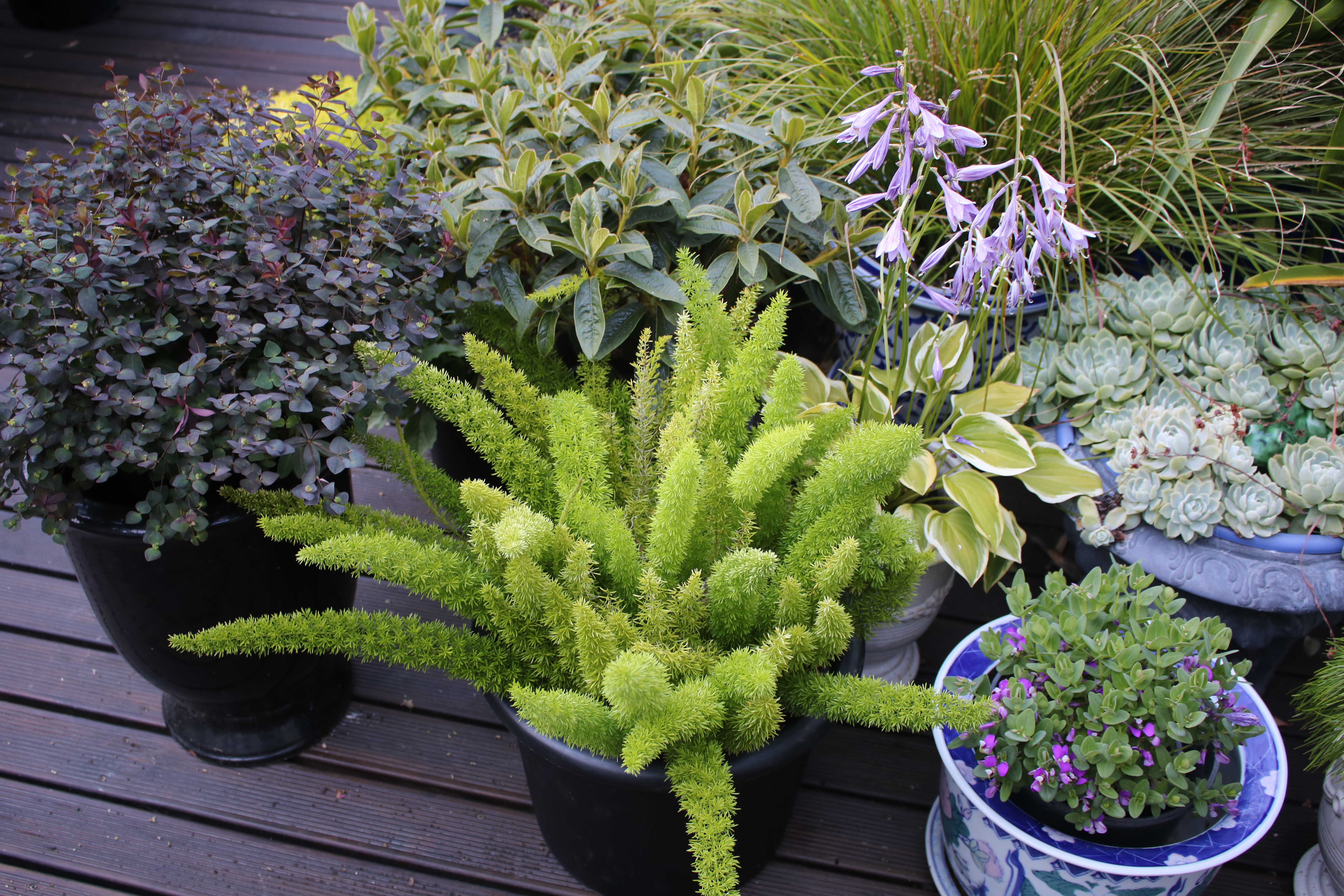 Foxtail Ferns