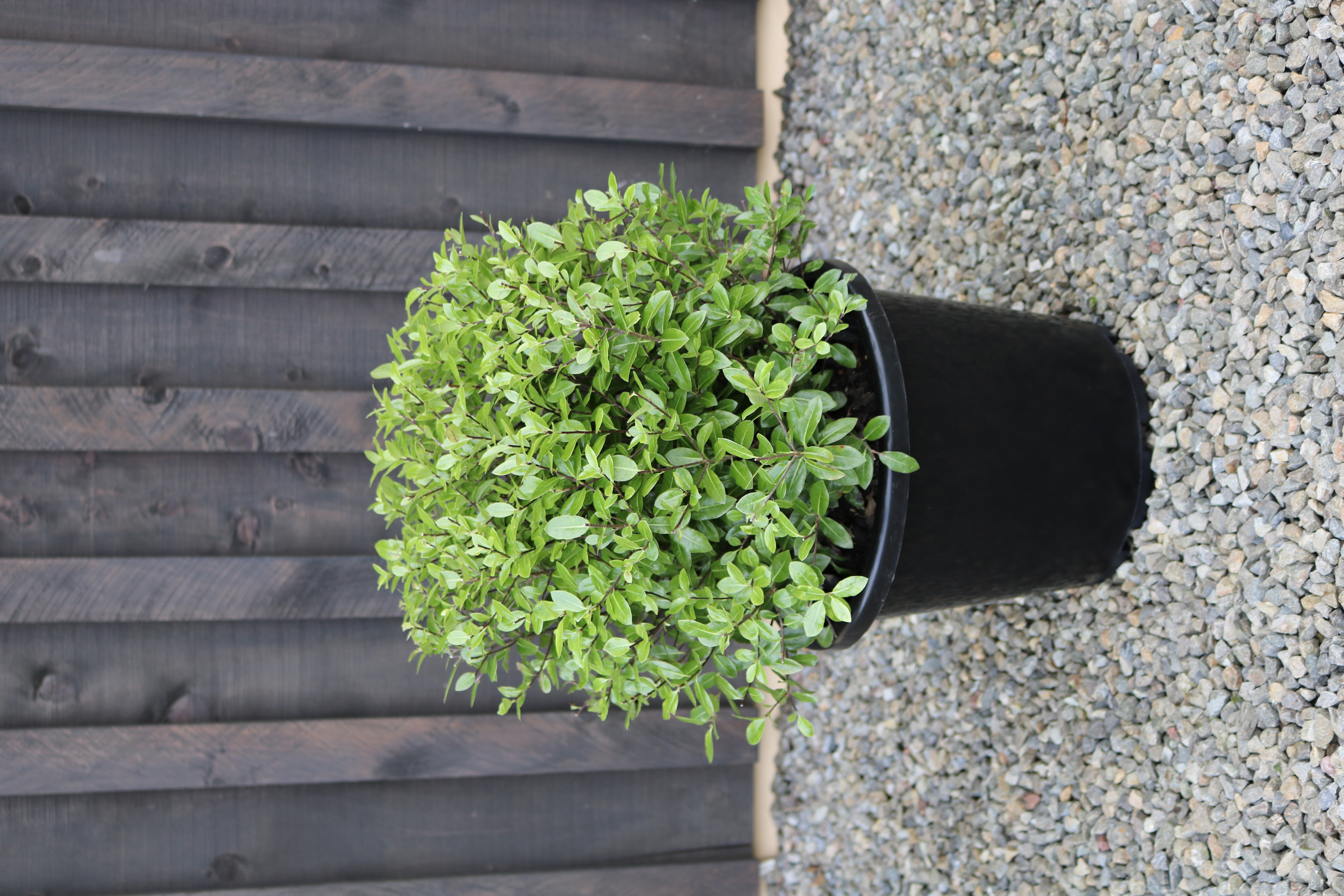 Pittosporum Golfball Golf Ball