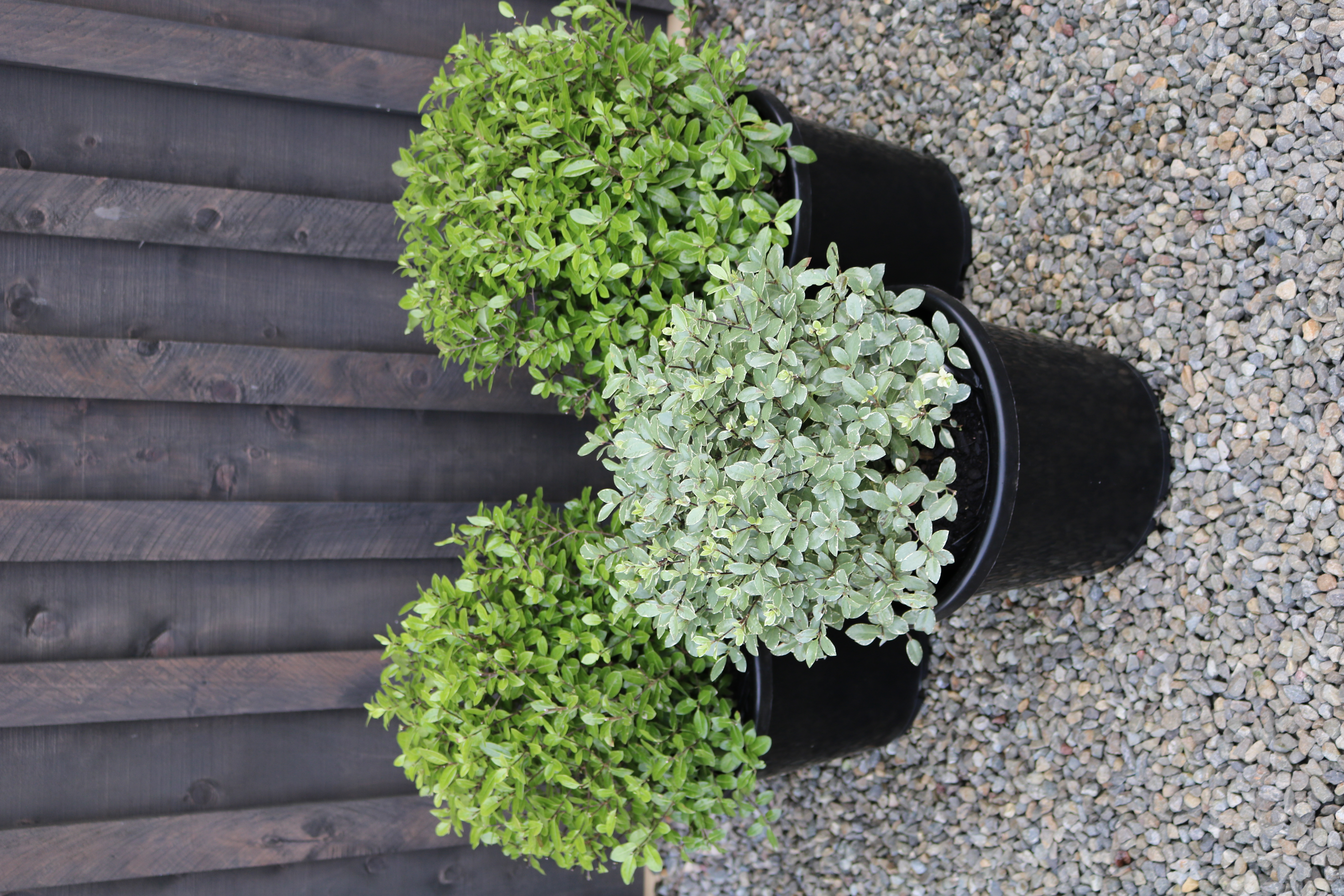 Pittosporum Golfball & Silverball