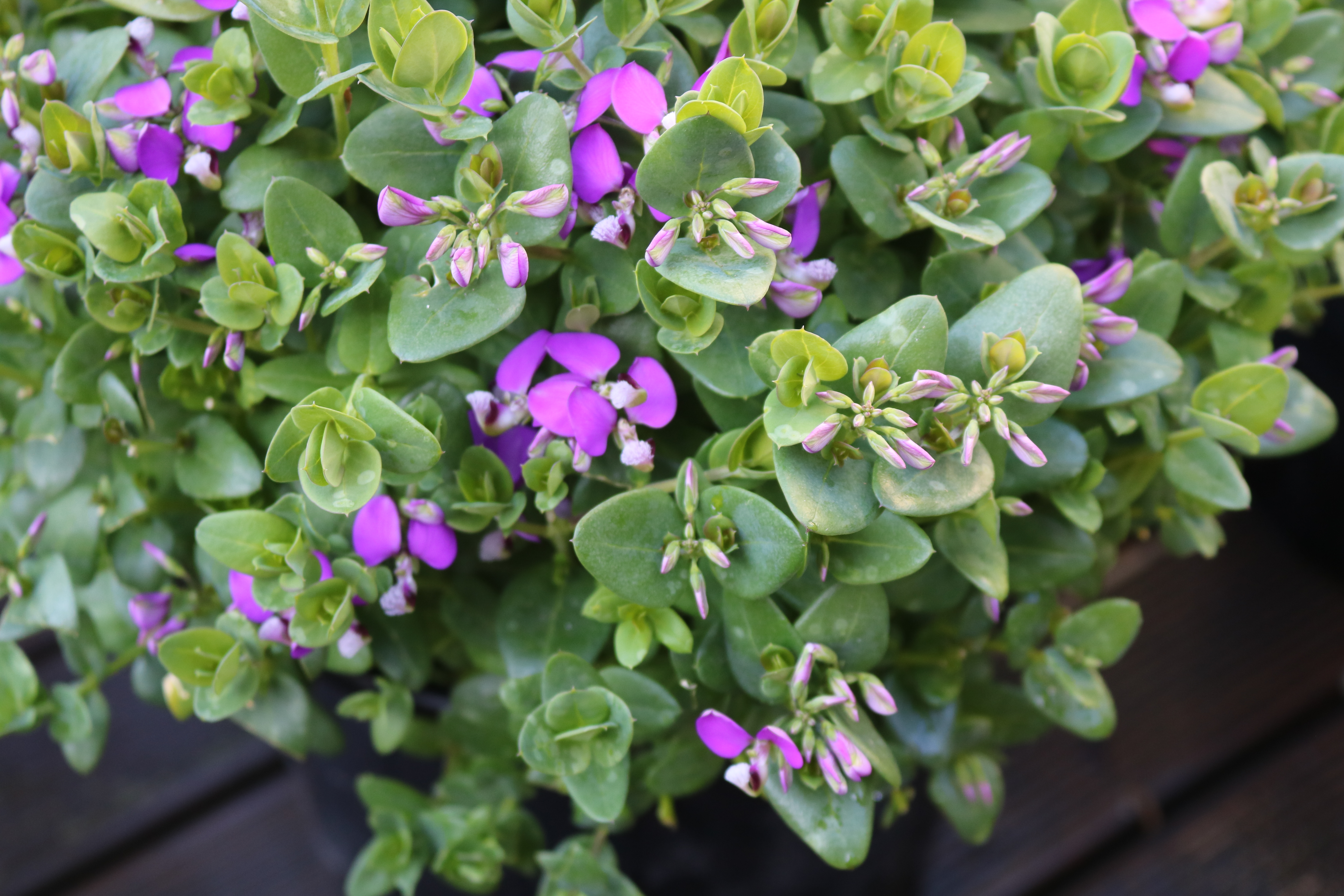 Polygala "Petite Butterfly"