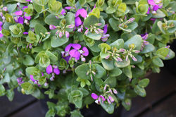 Polygala "Petite Butterfly"