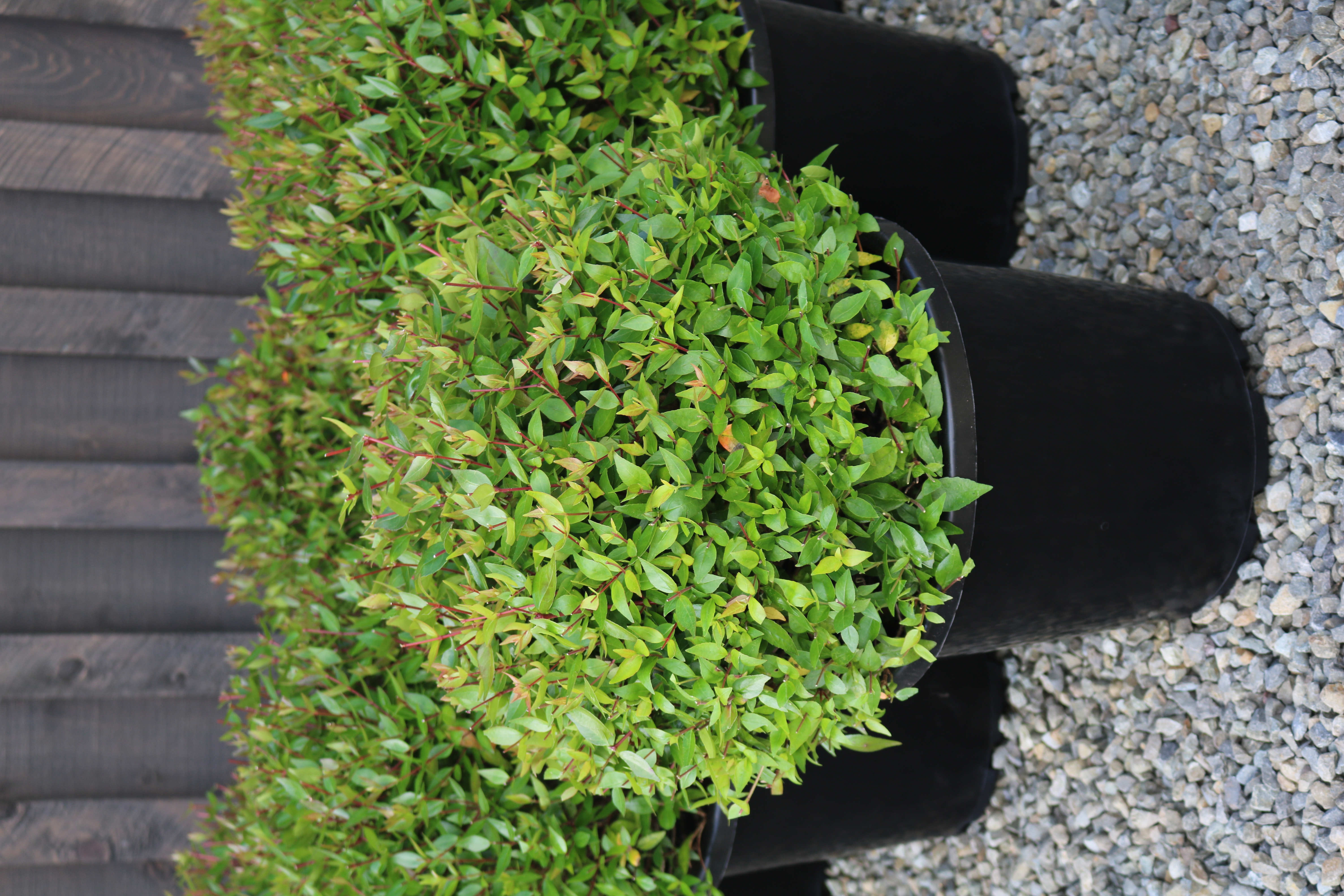Abelia "Snowtime"