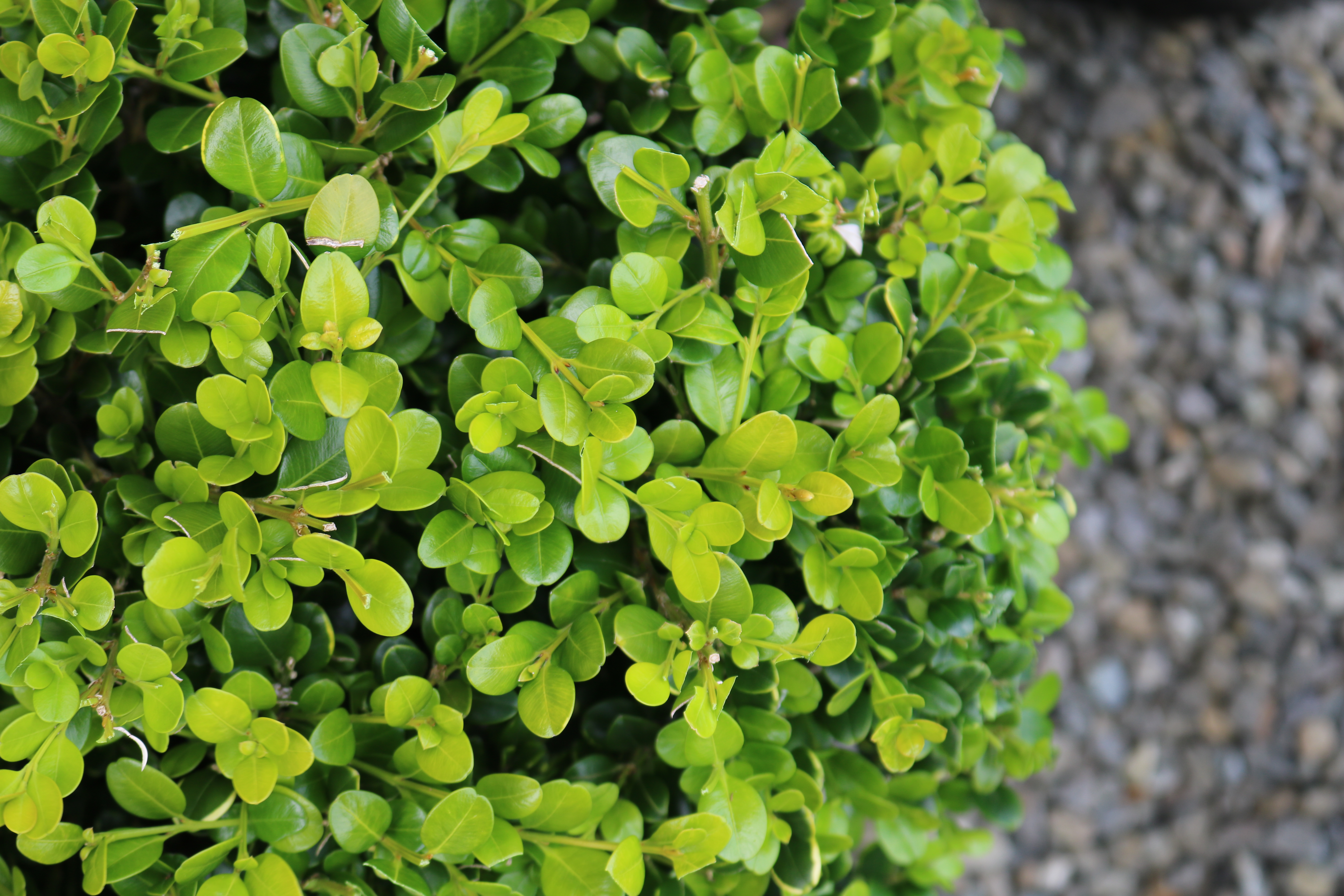Buxus "Green Gem" leaves