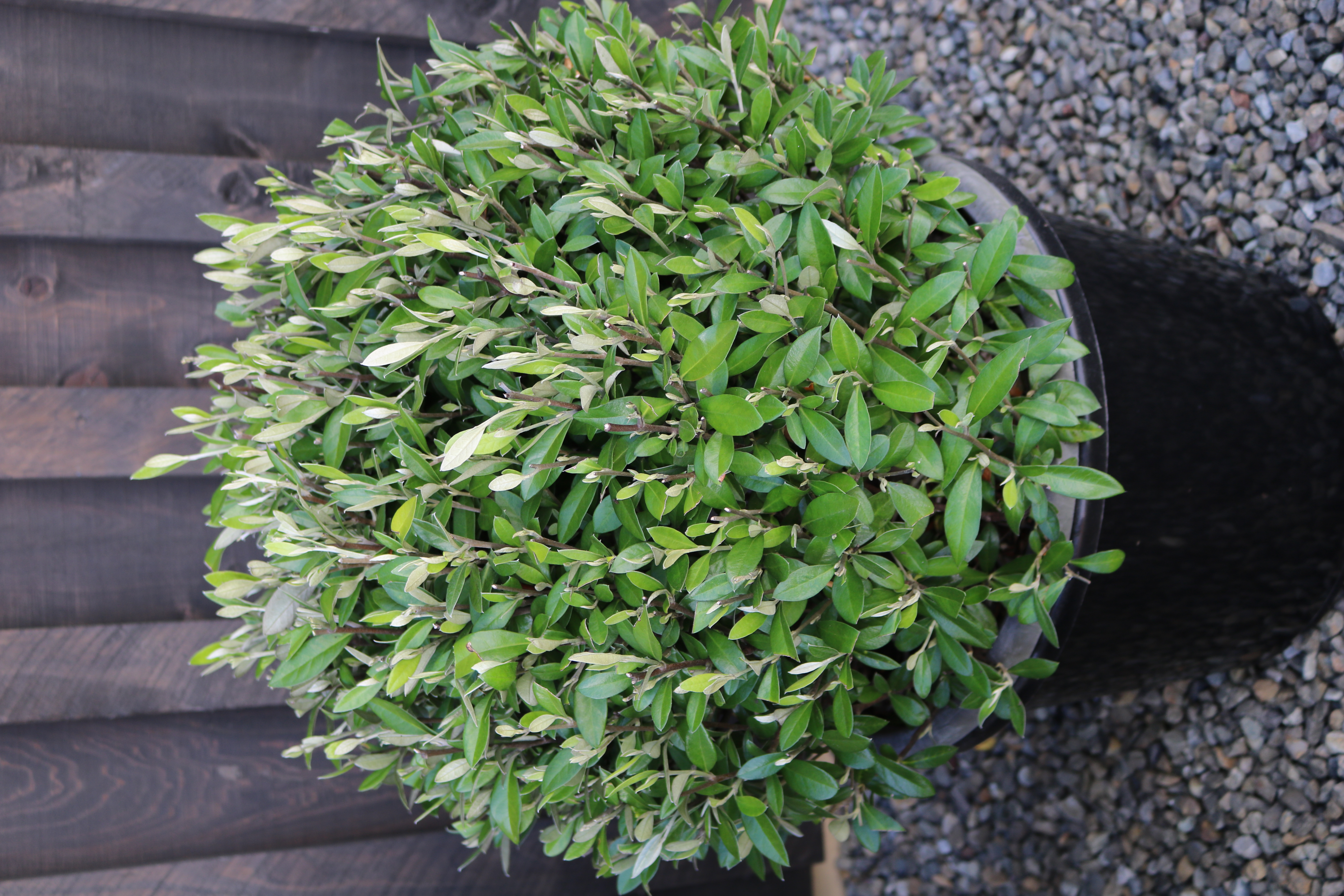 Corokia "Geentys Green"