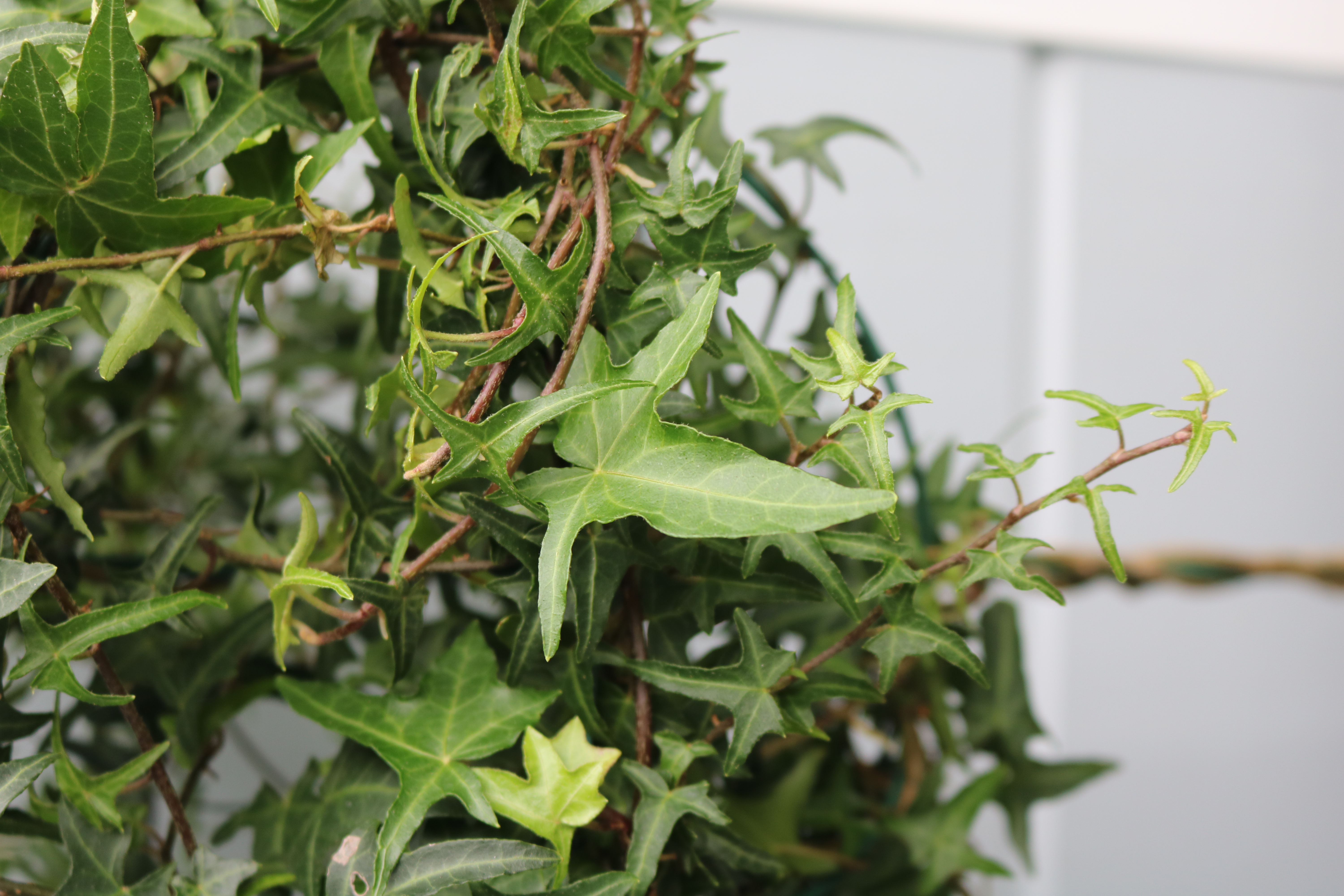 Ivy Standard