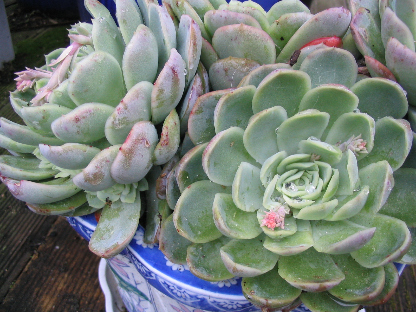 Succulents