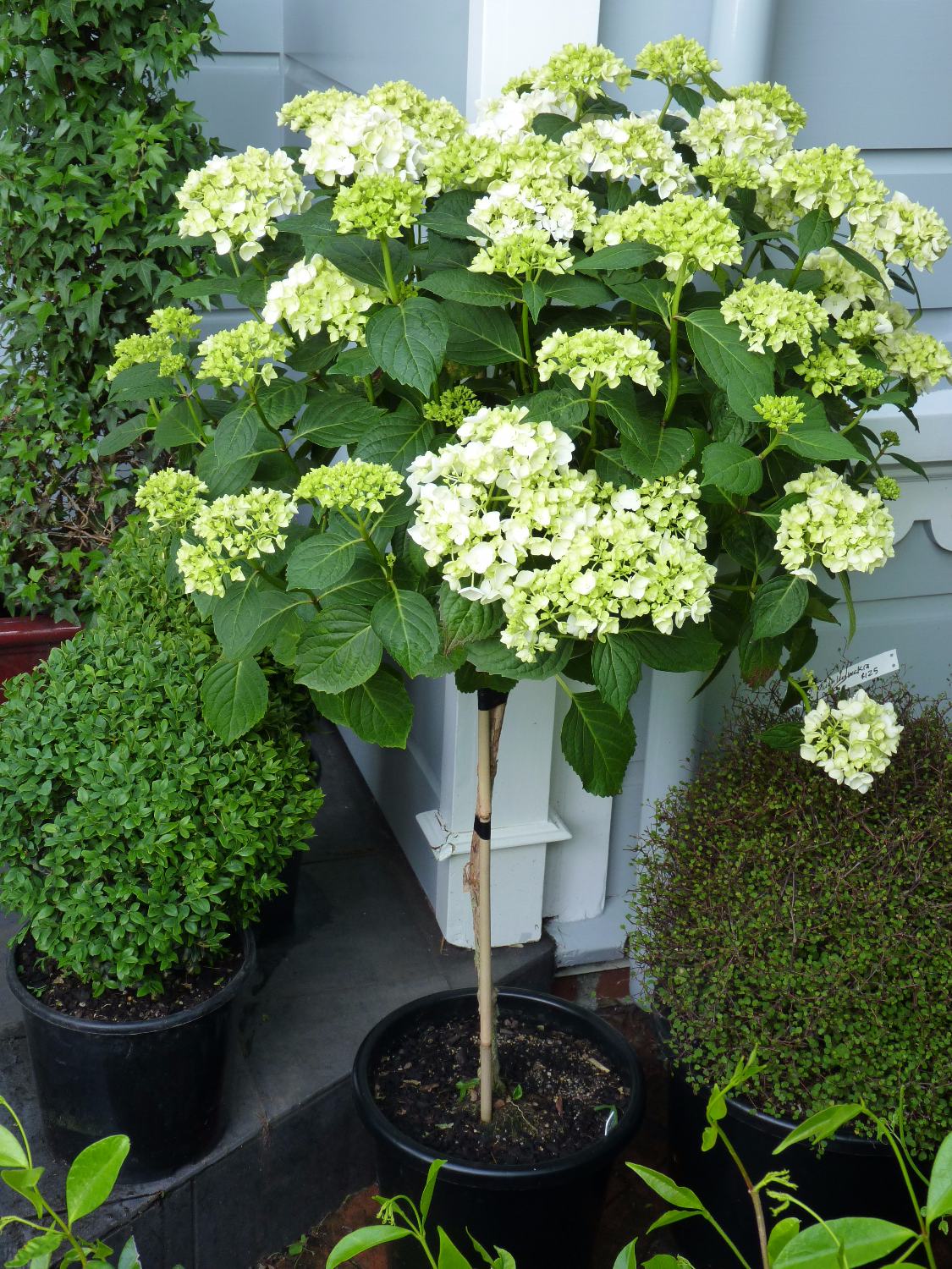 Hydrangea standards