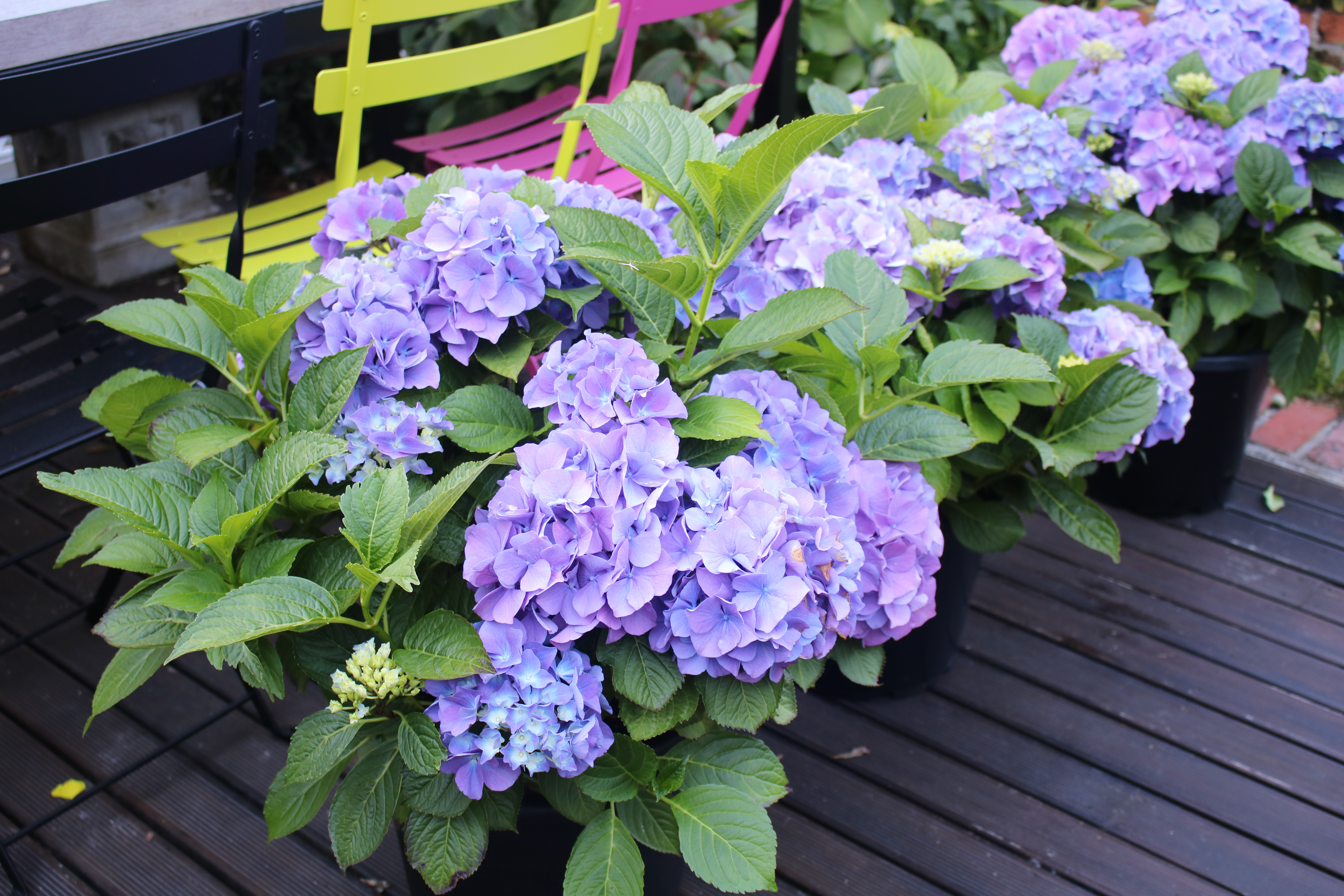Hydrangeas for pots