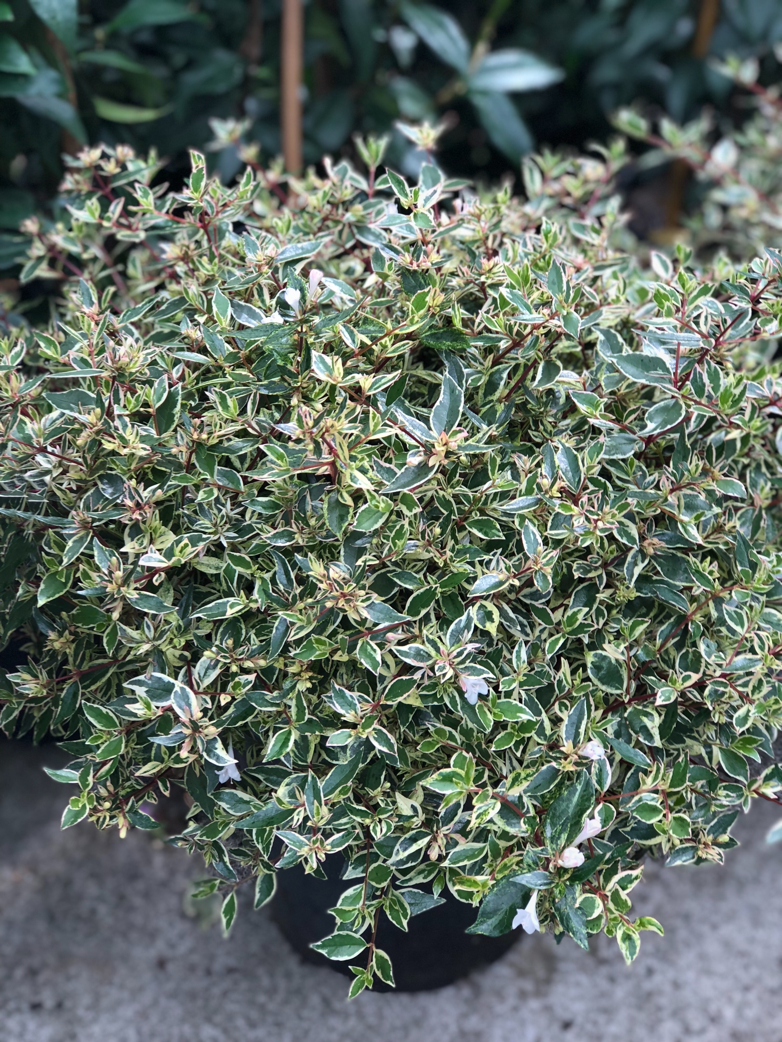 Variegated Green & White Balls
