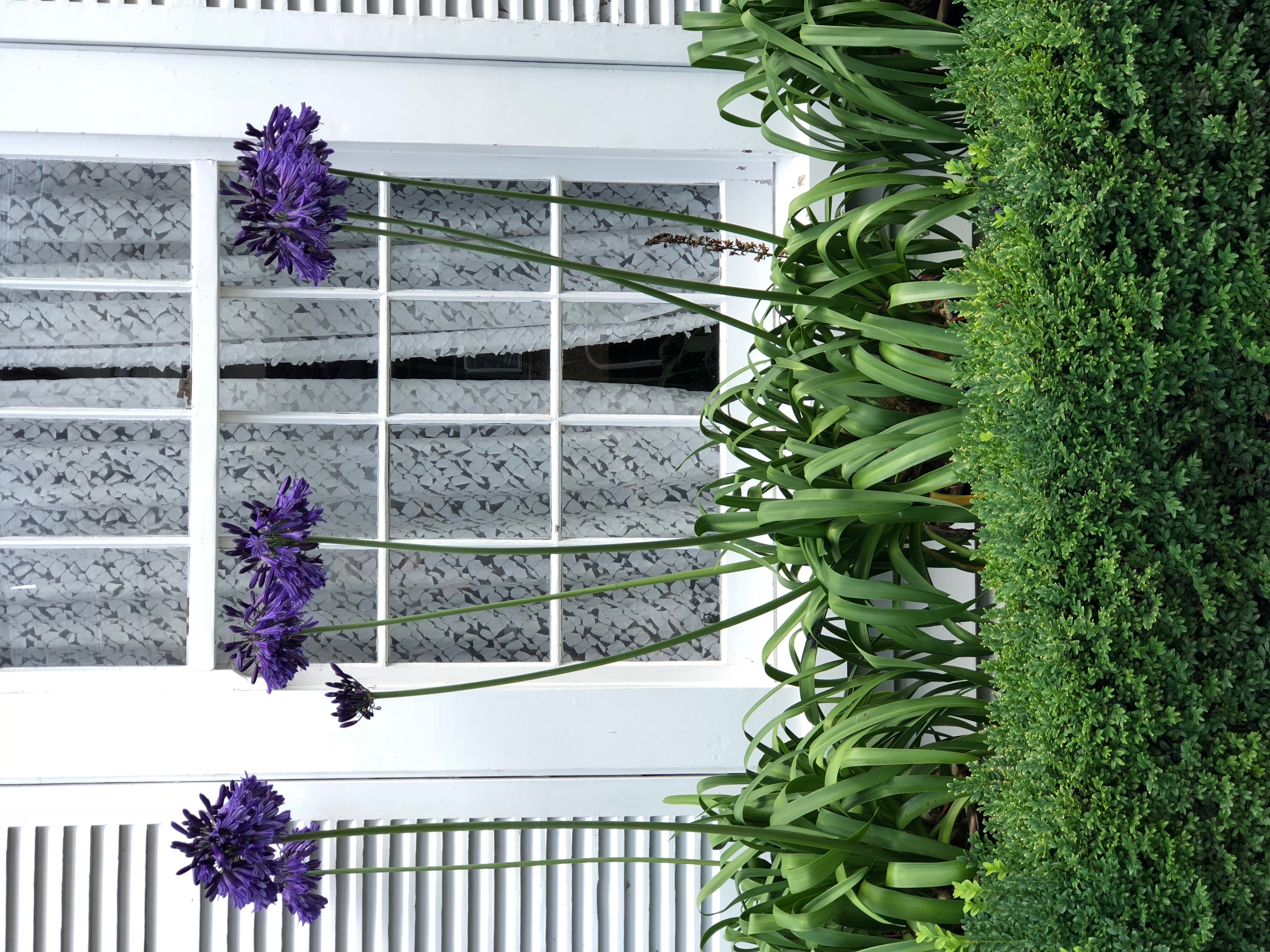Agapanthus