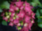 How to take hydrangea cuttings