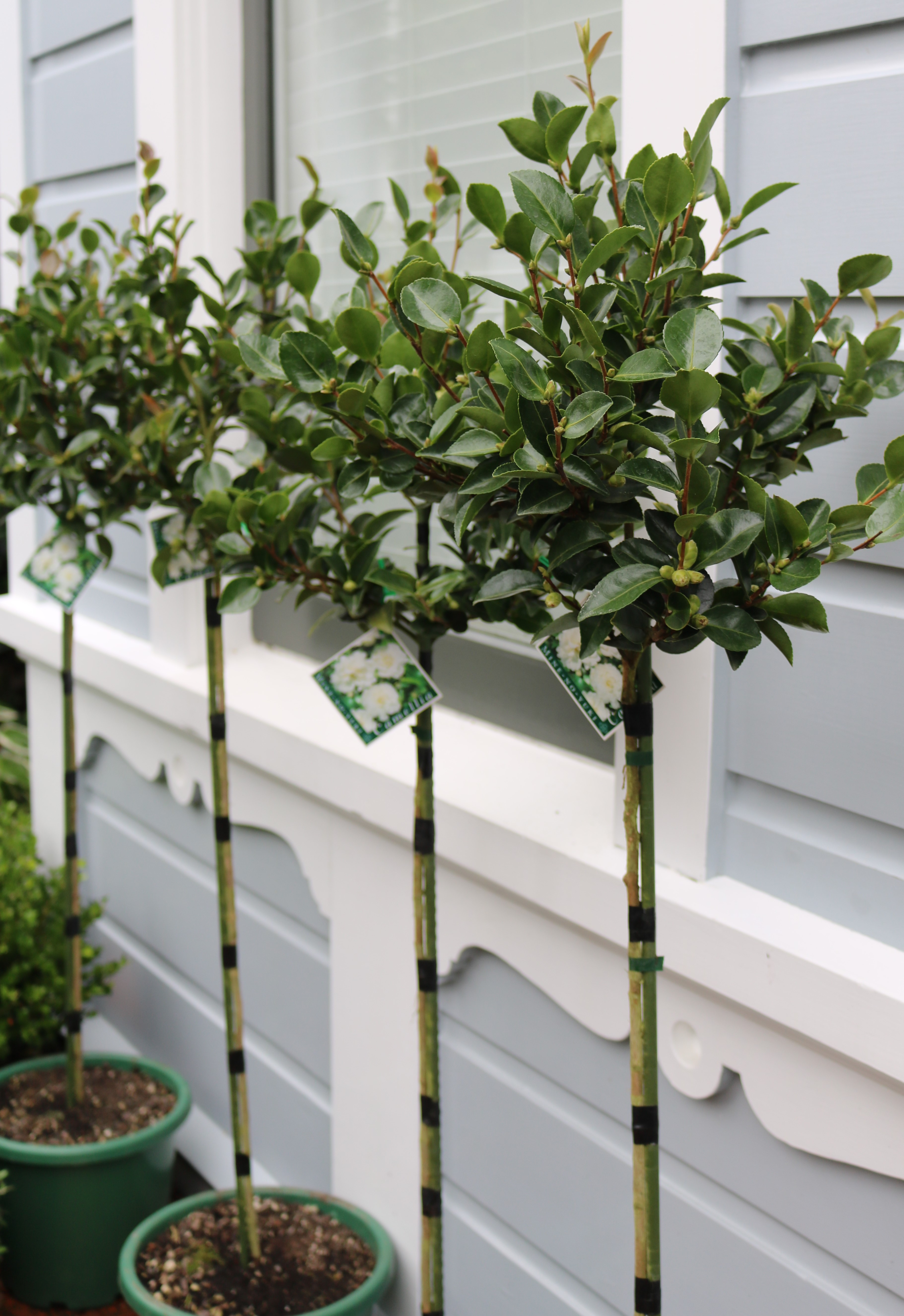 Camellia standards