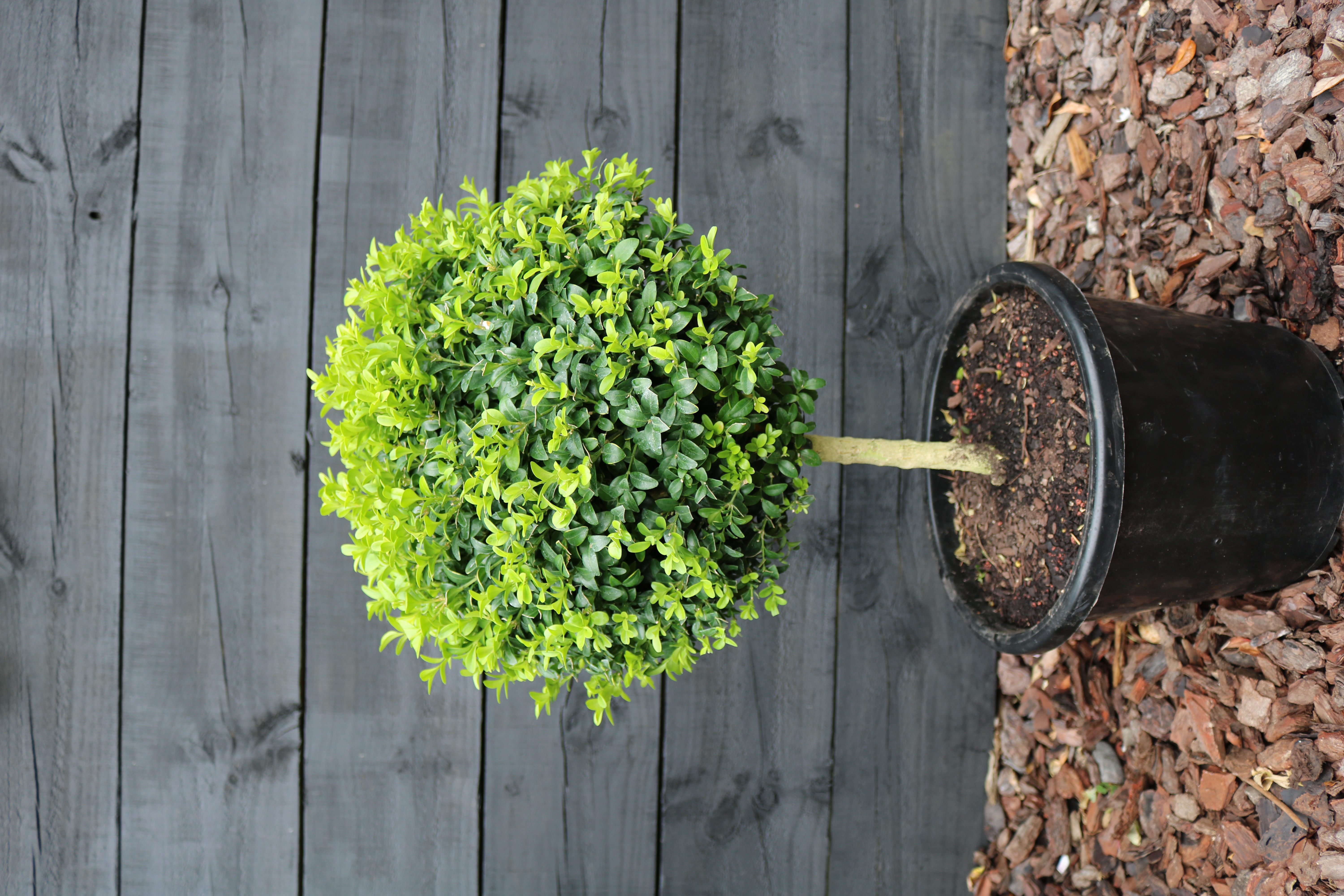 Buxus standard topiary