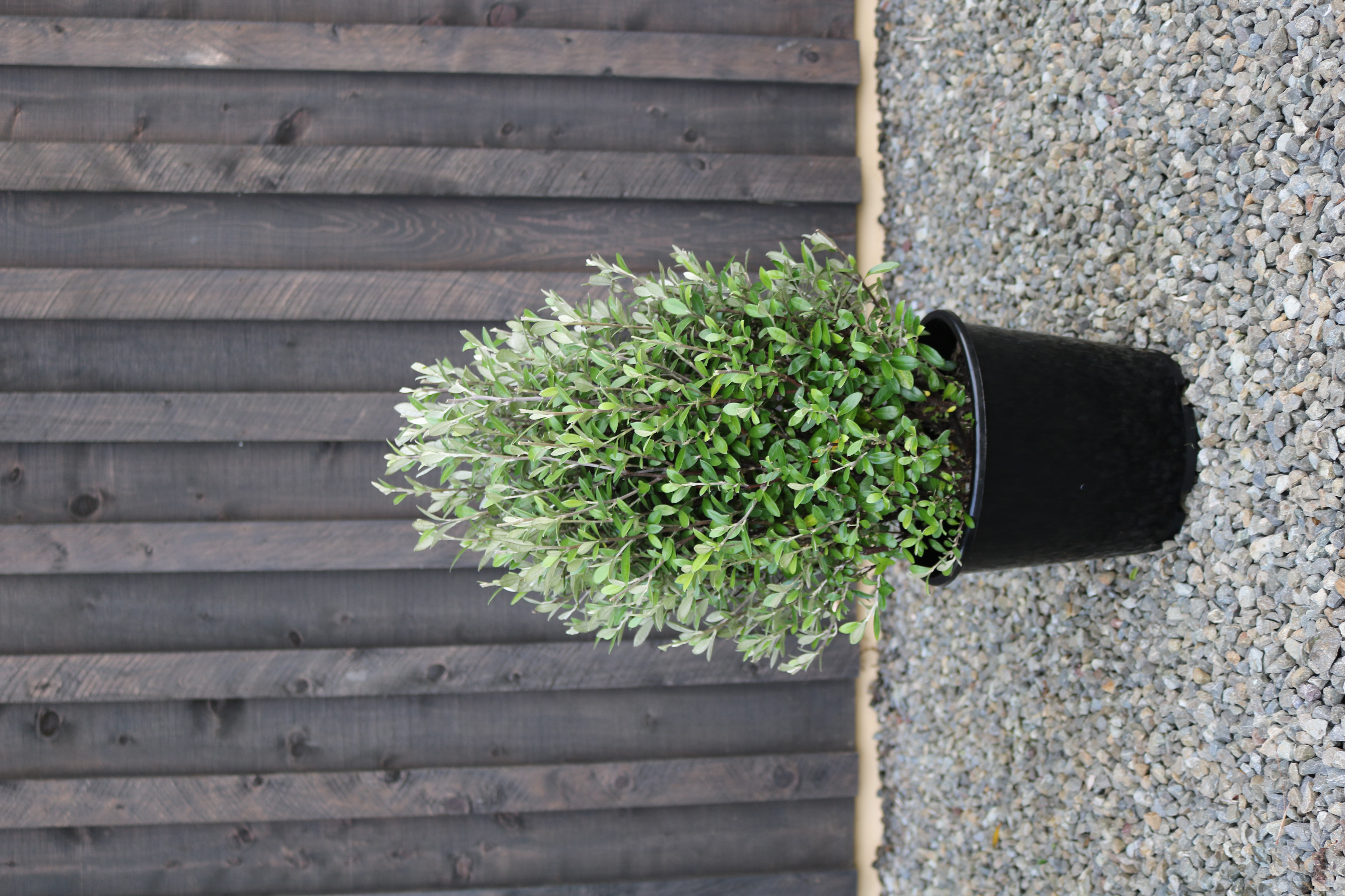 Corokia Geentys Green cone