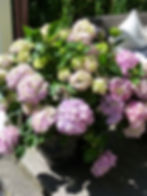 Flowers in pots: