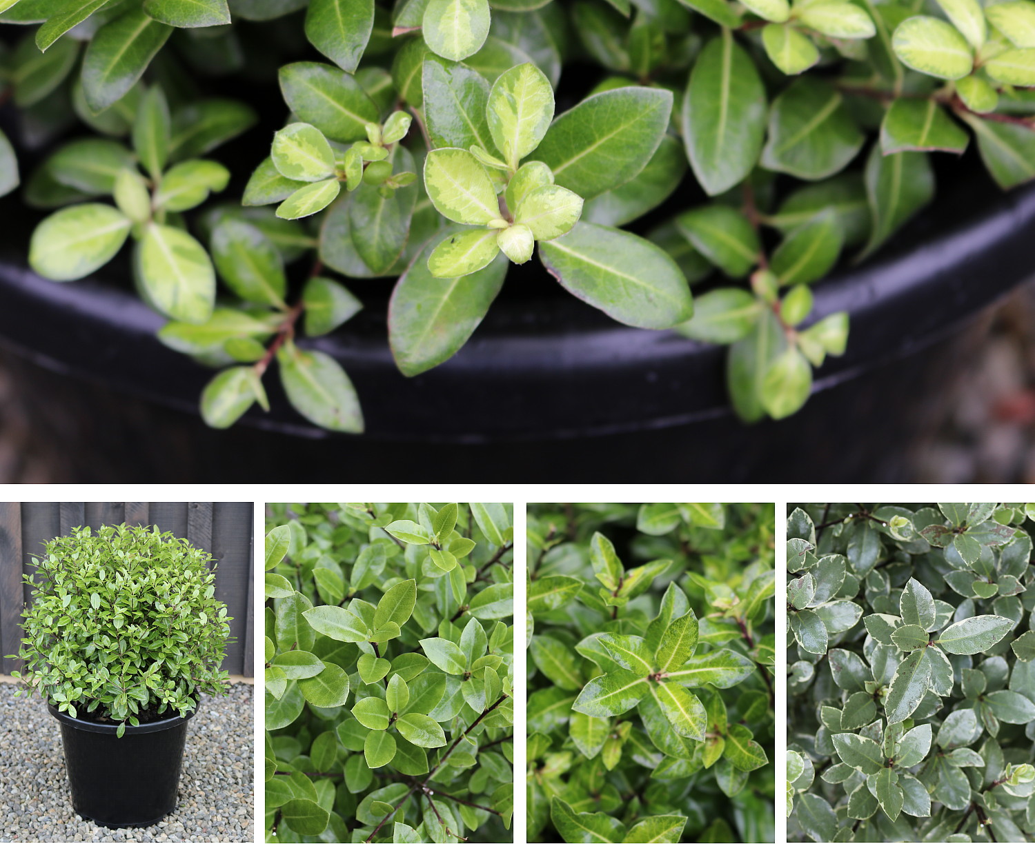 Pittosporum Balls
