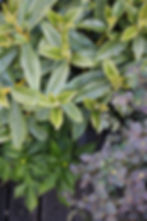 Mixed foliage textures