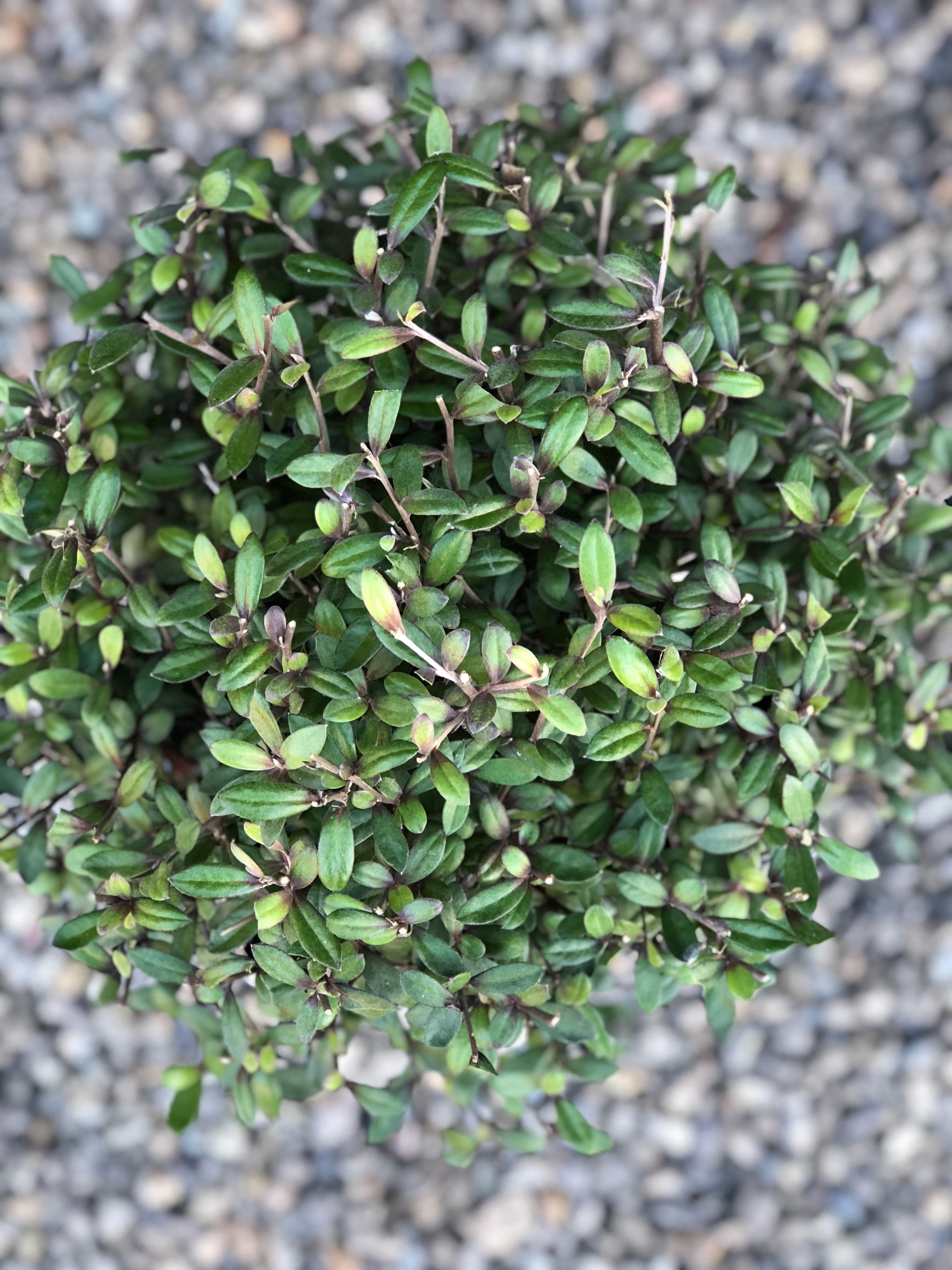 Corokia balls