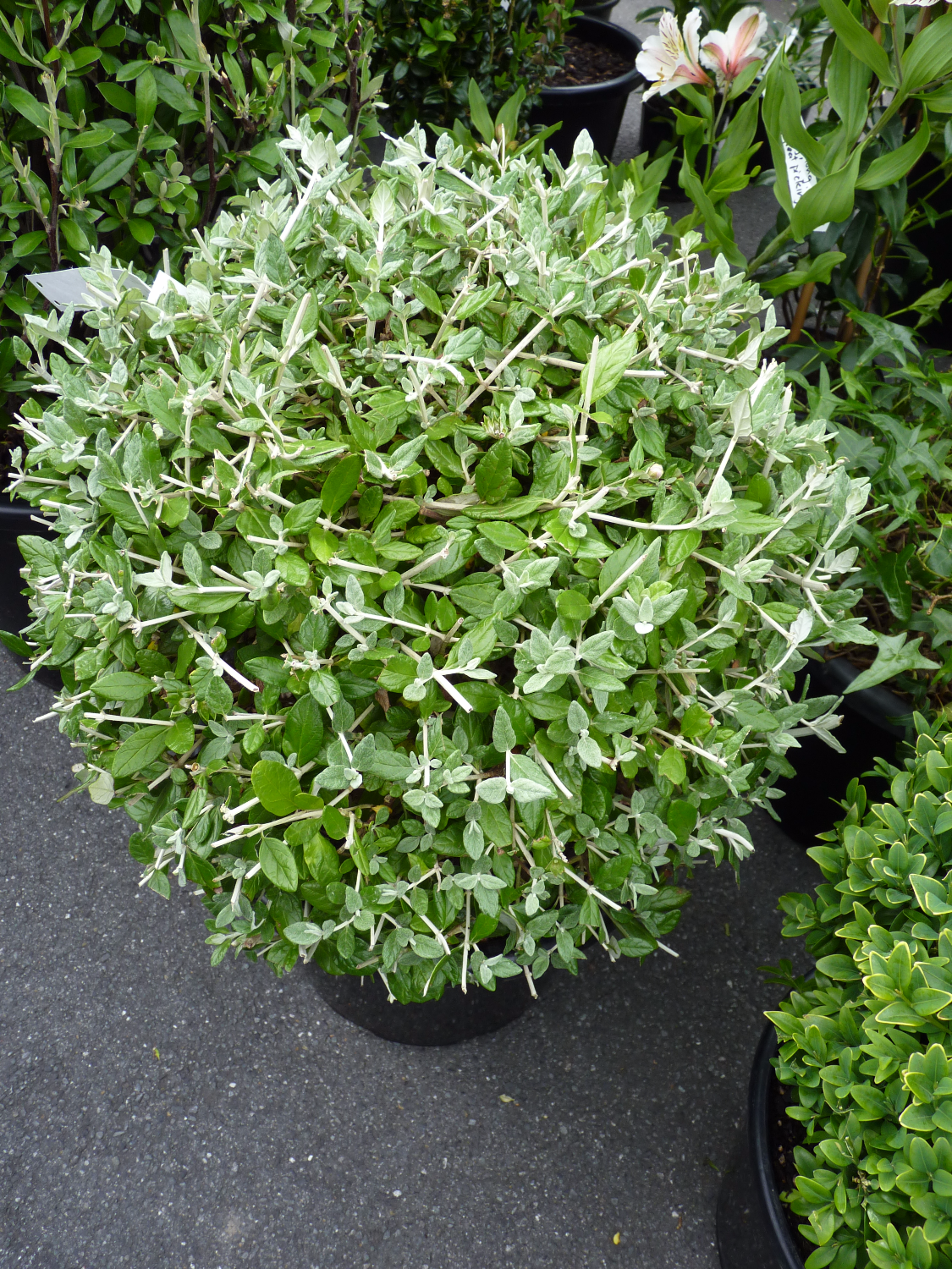 Silver Germander Ball