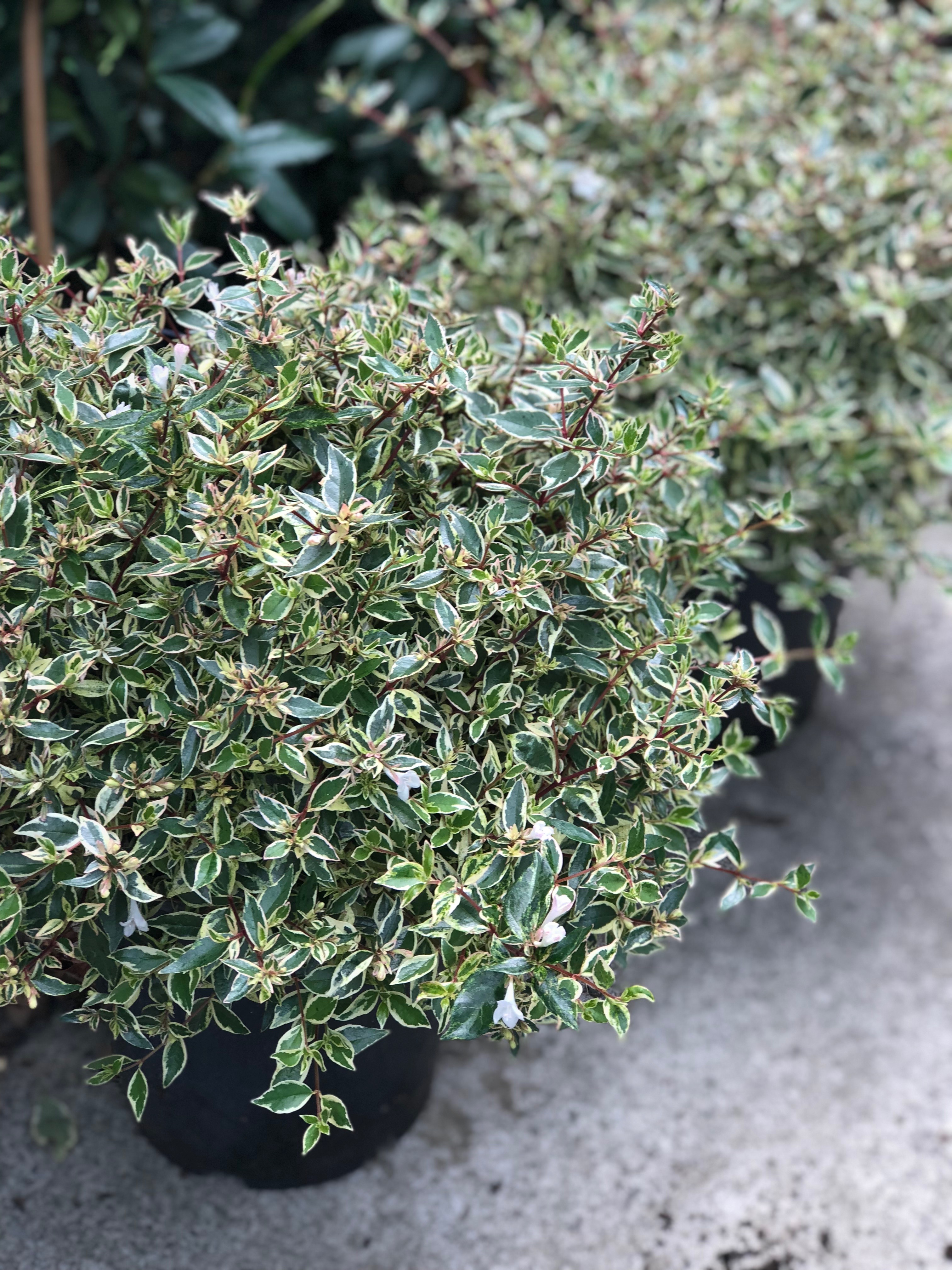 Abelia Snow Showers