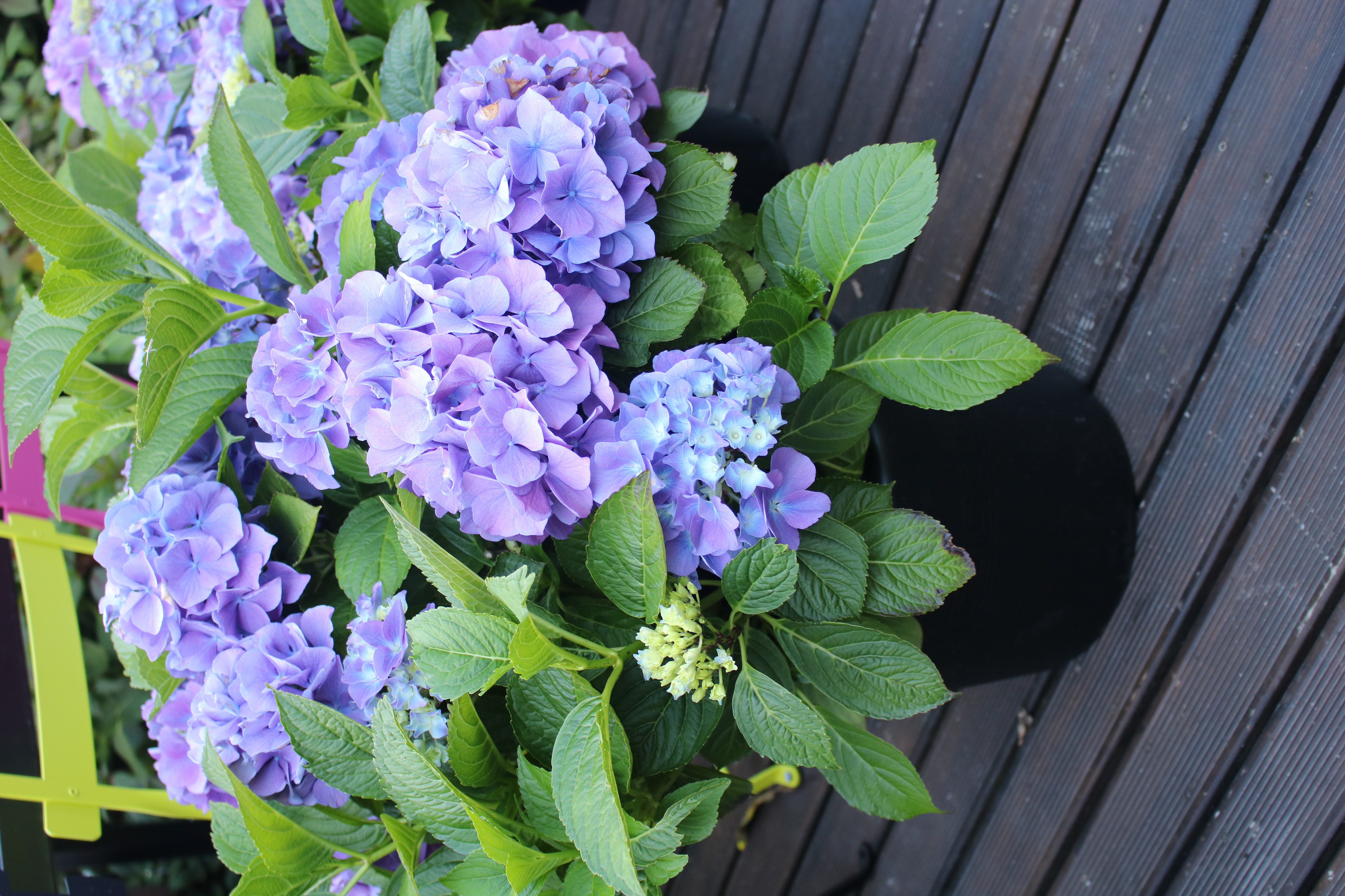 Hydrangeas in large sizes
