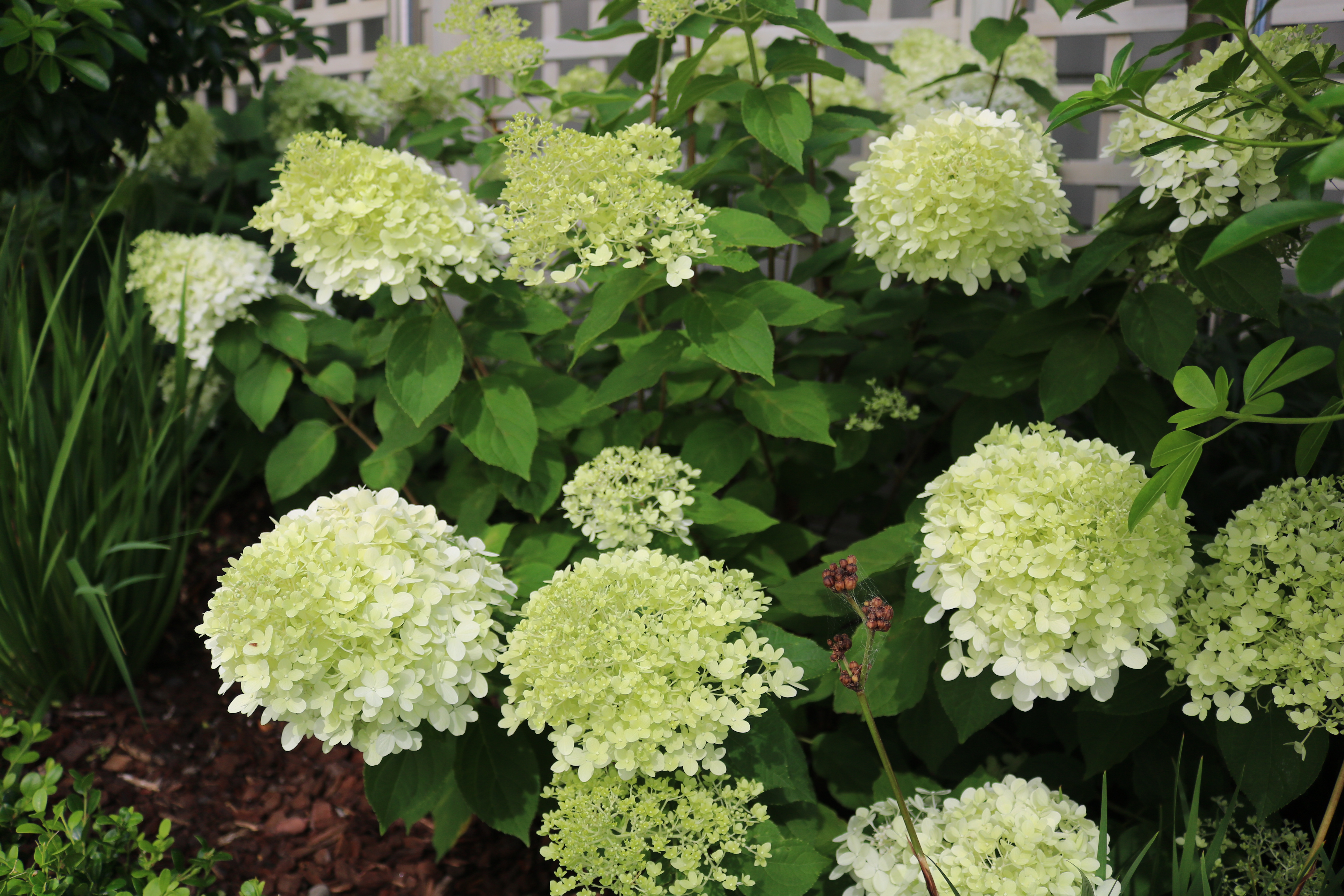 Hydrangea paniculata