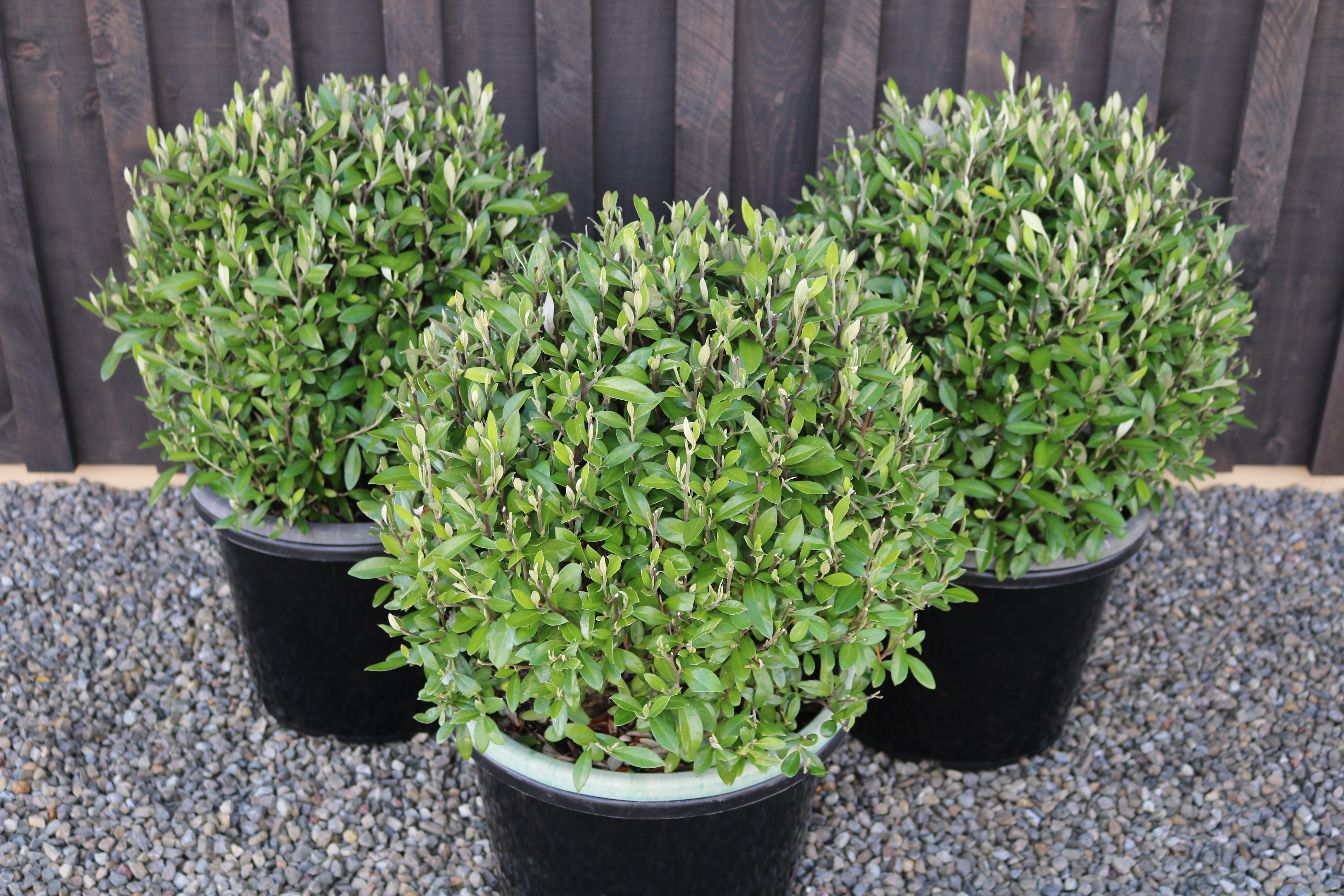Corokia Geentys Green balls
