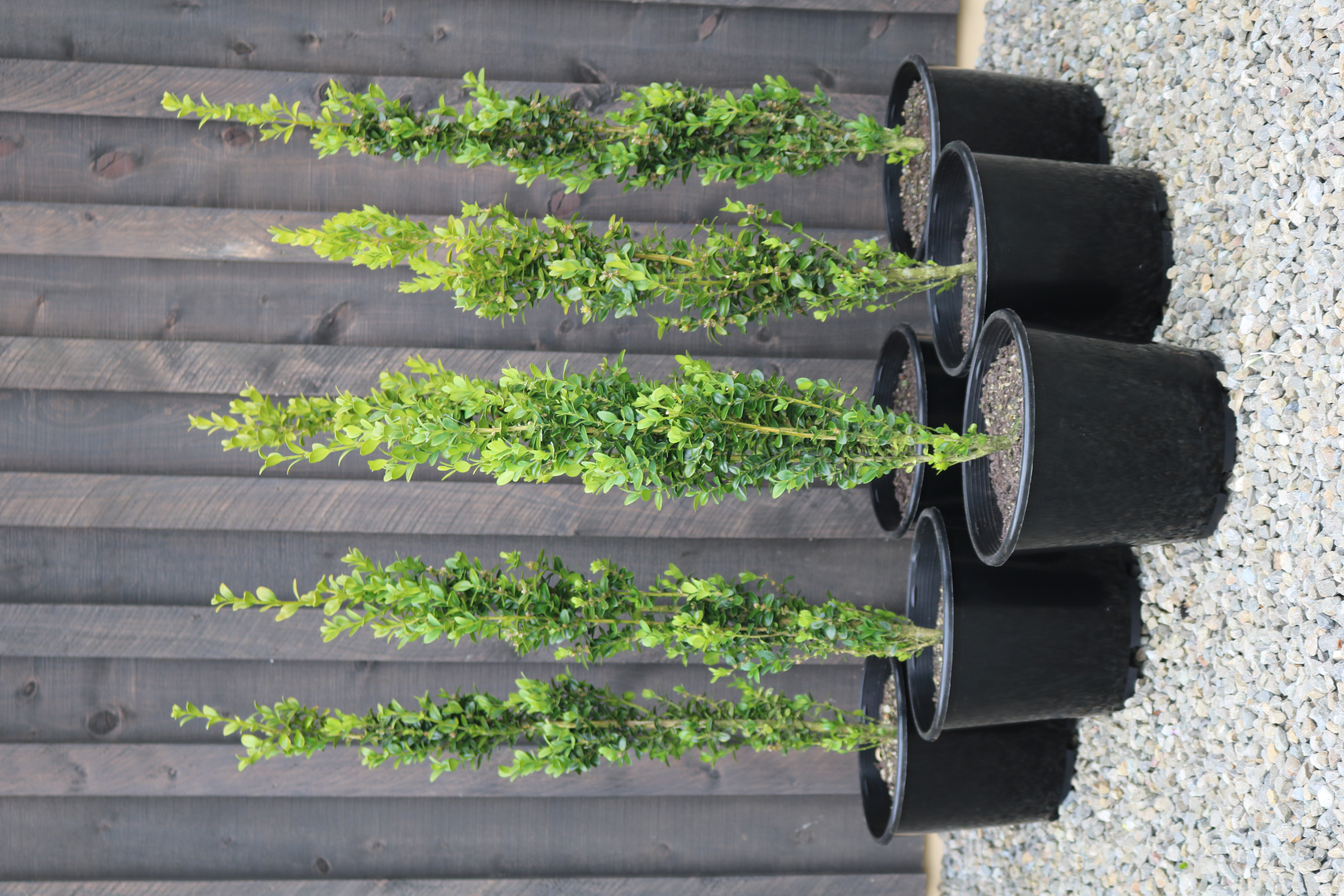 Buxus "Graham Blandy" columns