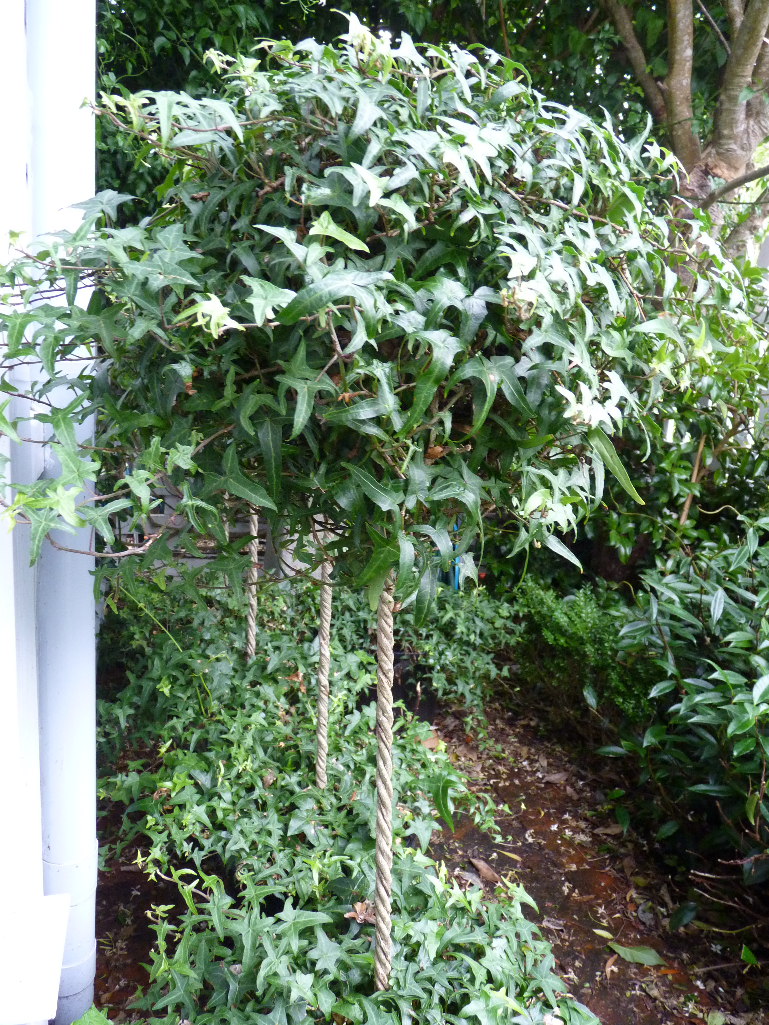 Twisted Ivy Standards