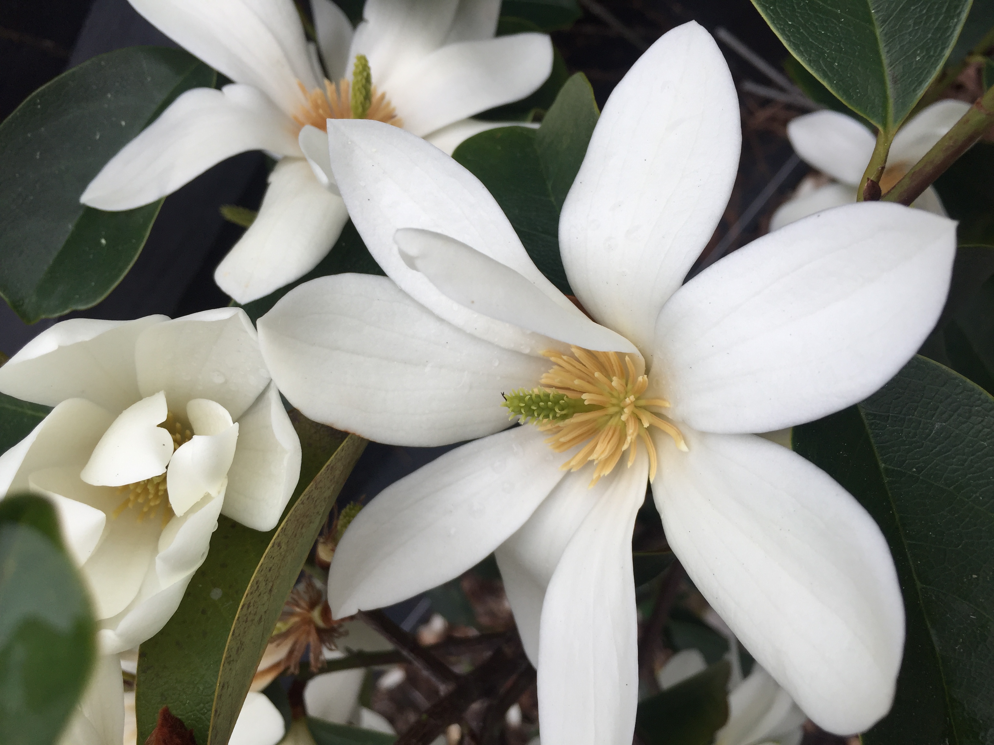White flowering Michelias