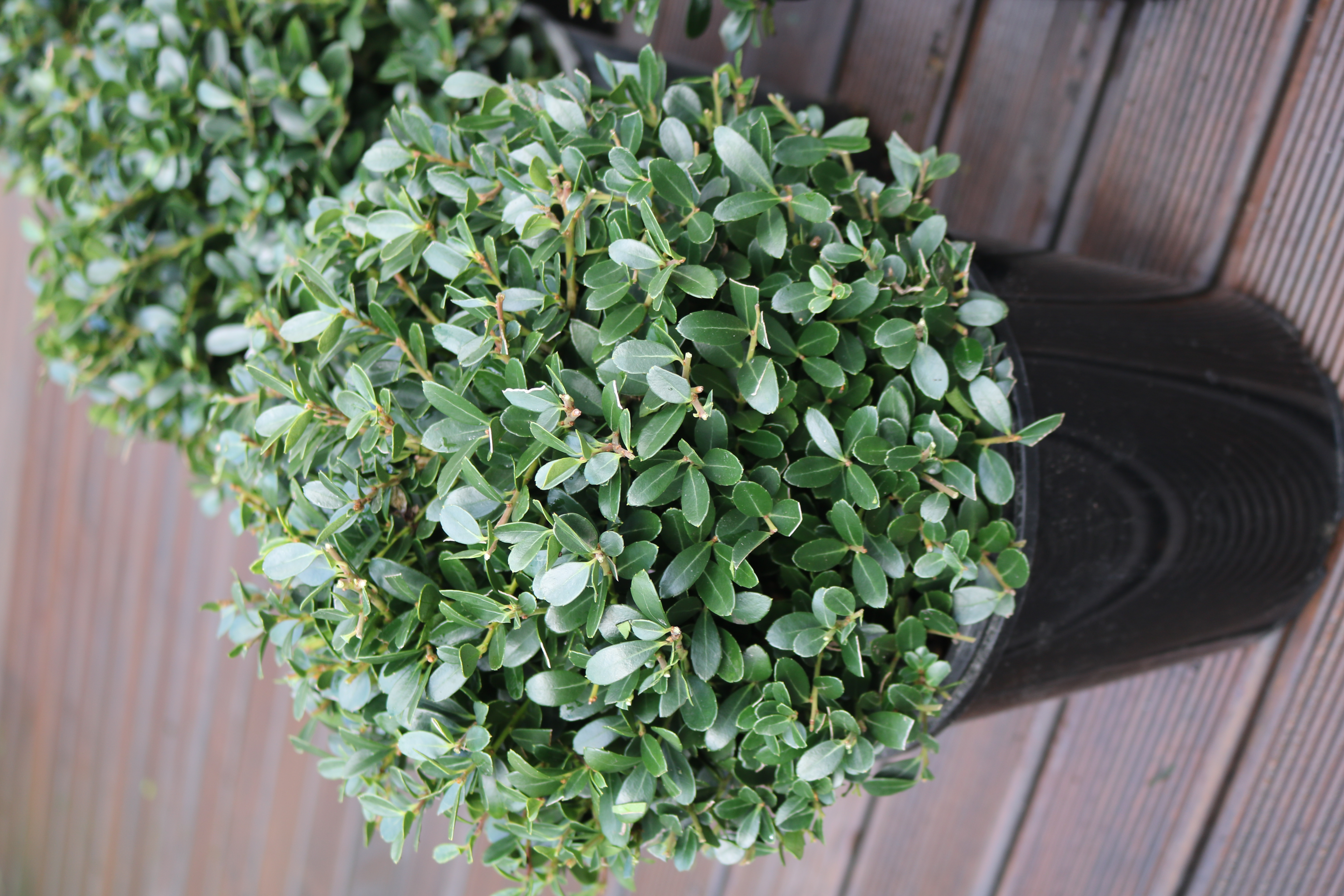 Japanese Box Holly