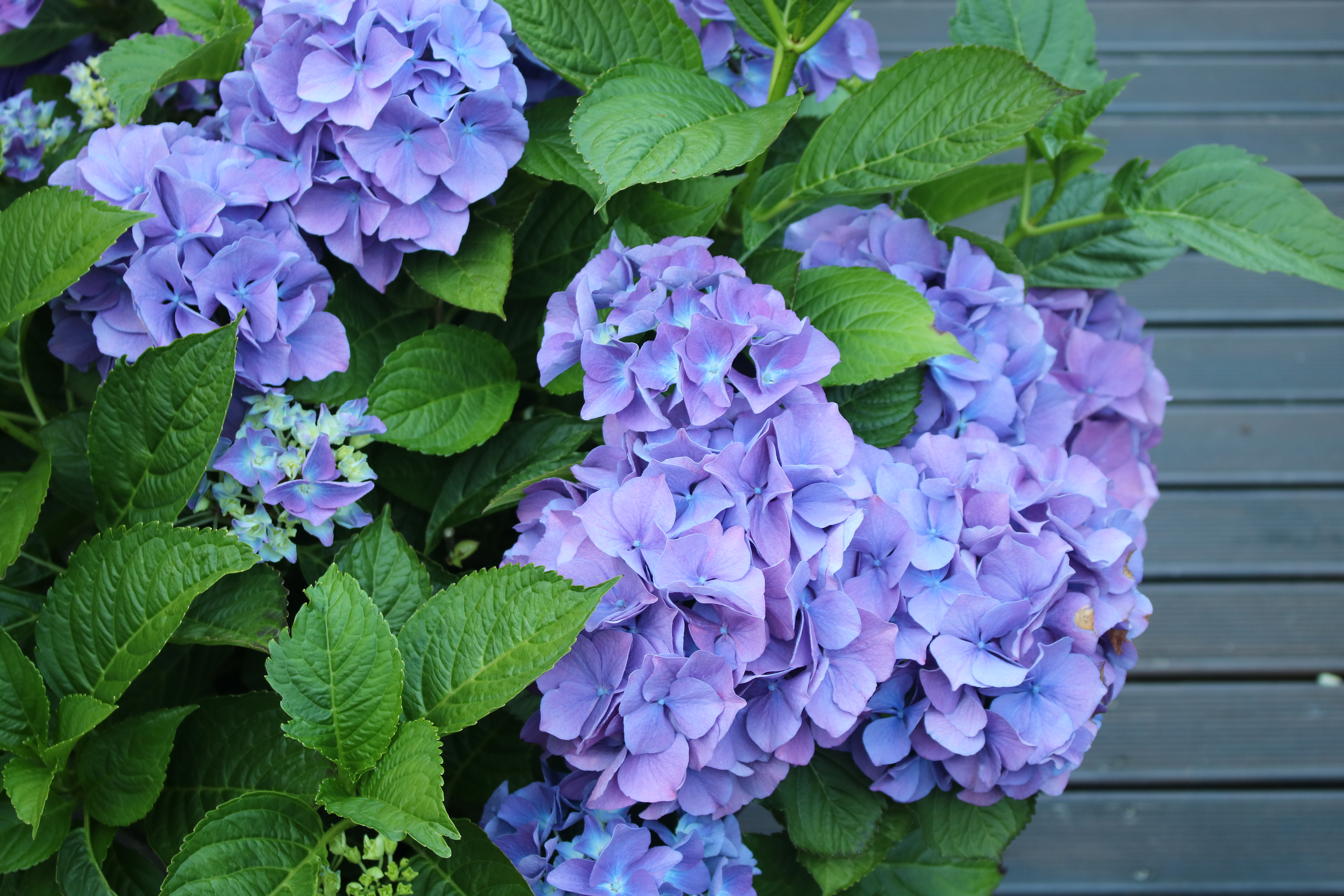 Turn Hydrangeas blue
